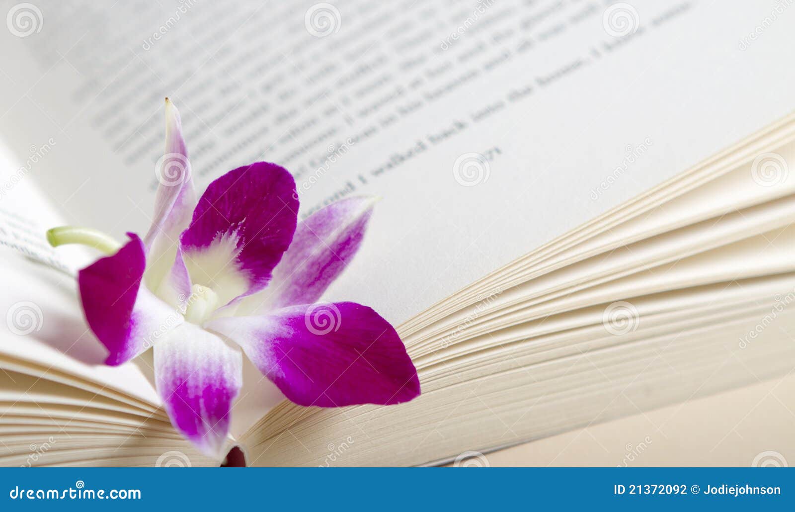 Fleur Pourpree Rose D Orchidee Se Reposant Dans Un Livre Photo Stock Image Du Pourpree Dans Fleur Pourpree Rose D Orchidee Se Reposant Dans Un Livre Photo Stock Image Du Pourpree Dans
