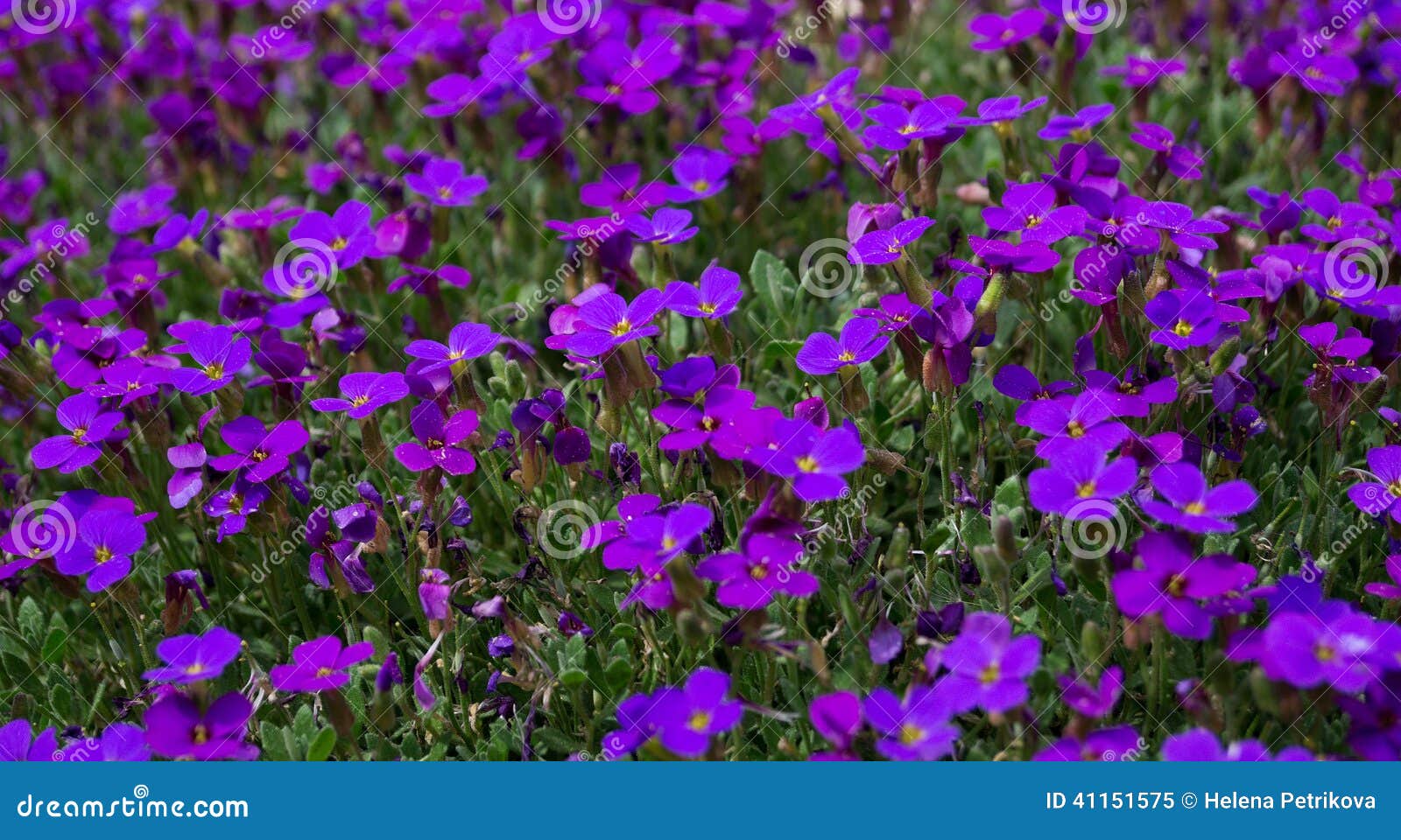 Fleur pourpre. Fleurs pourpres shooted dans le jardin