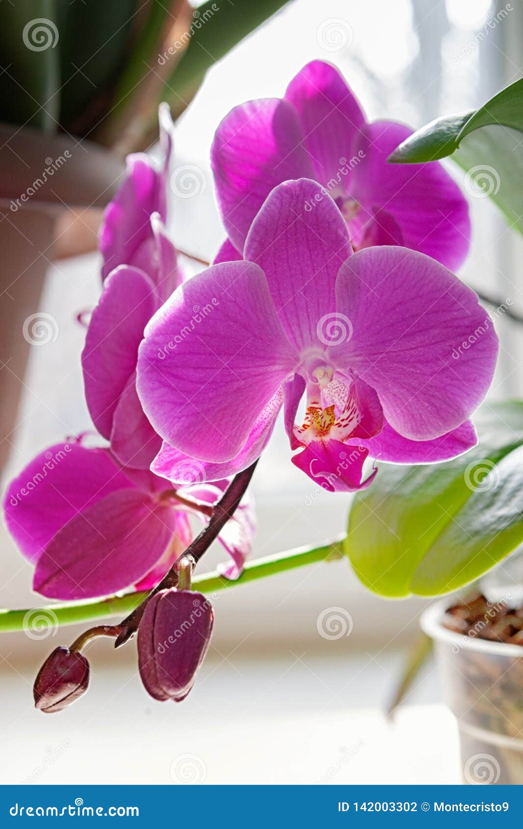 Fleur Pourpre De Fleur D'orchidée Fleur Exotique De Plante D'intérieur  Décoratif Ou Ornement Pour La Conception Photo stock - Image du floraison,  fleur: 142003302