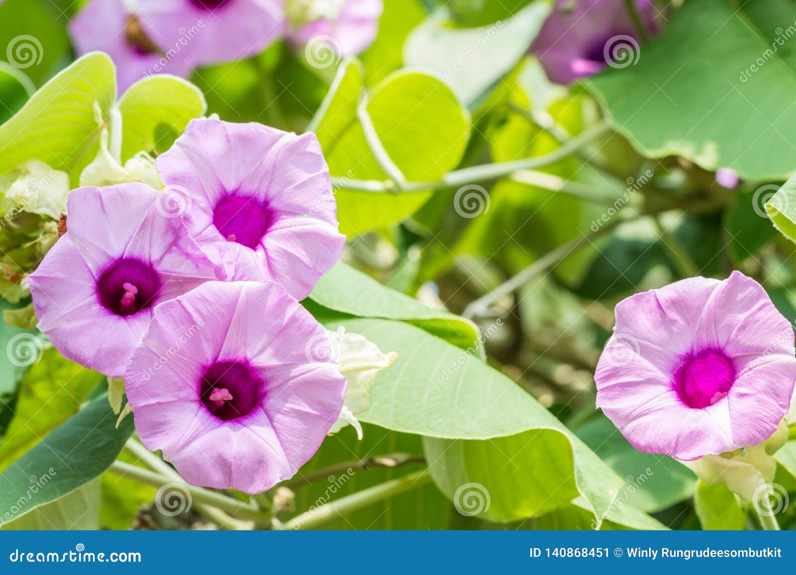 Fleur Pourpre, Plante Grimpante D'éléphant, Gloire De Matin Argentée Image  stock - Image du fleurs, arbres: 140868451