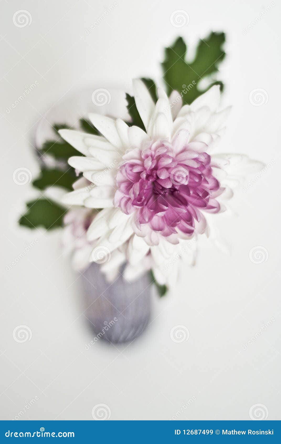 Fleur pourprée lumineuse restant dans un vase