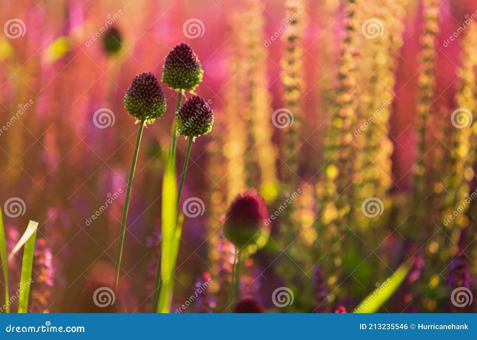 Fleur Rare Poireau Sauvage Ou Alium Ampeloprasum Dans Jardin Ensoleillé  Photo stock - Image du aube, jardin: 213235546