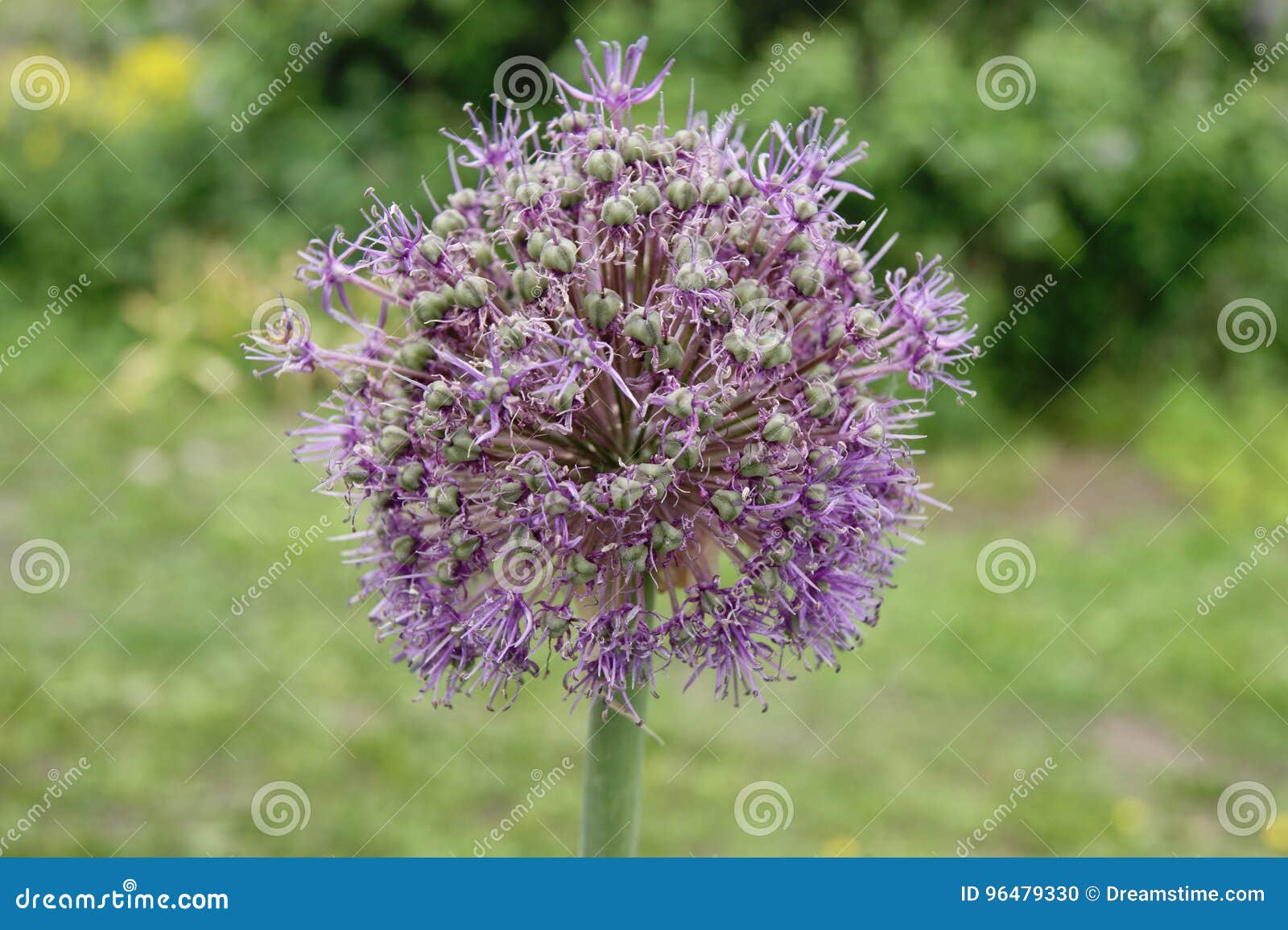 Fleur ronde pourpre photo stock. Image du été, fleur - 96479330