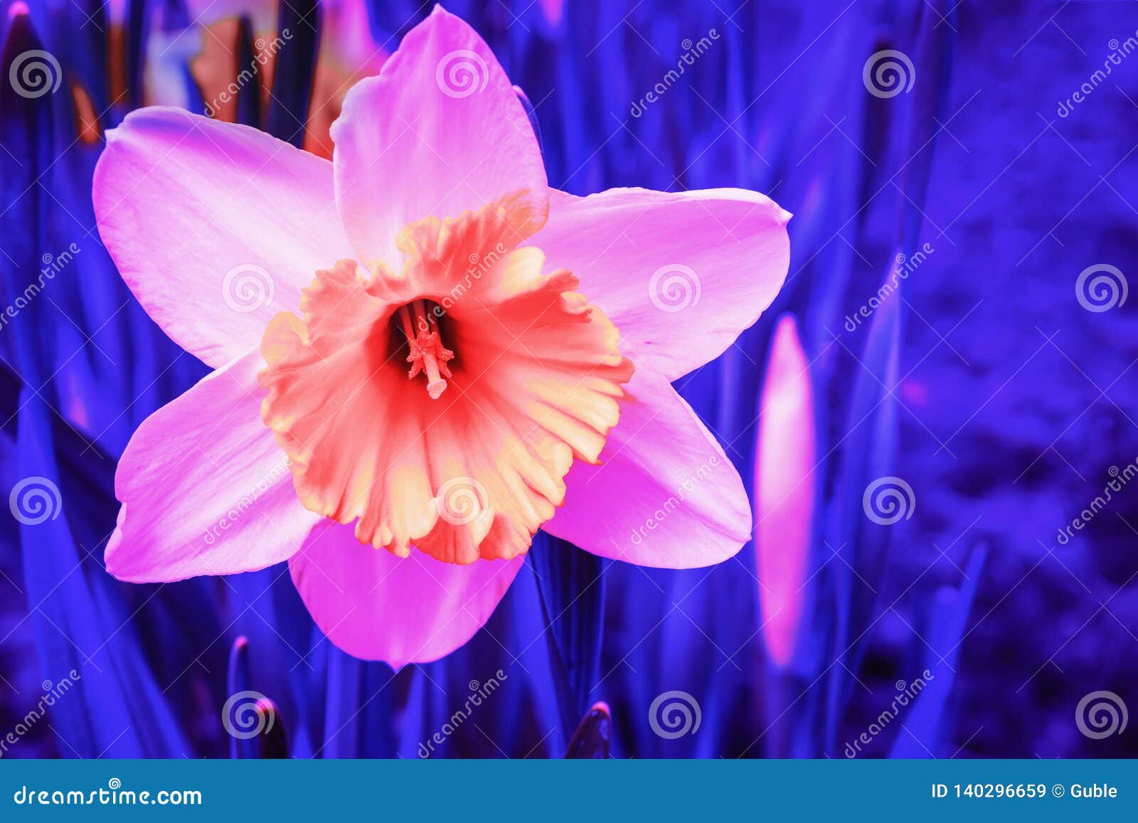 Fleur Rose Abstraite De Narcisse Dans La Lampe Au Néon Bleue Image stock -  Image du coloré, conception: 140296659