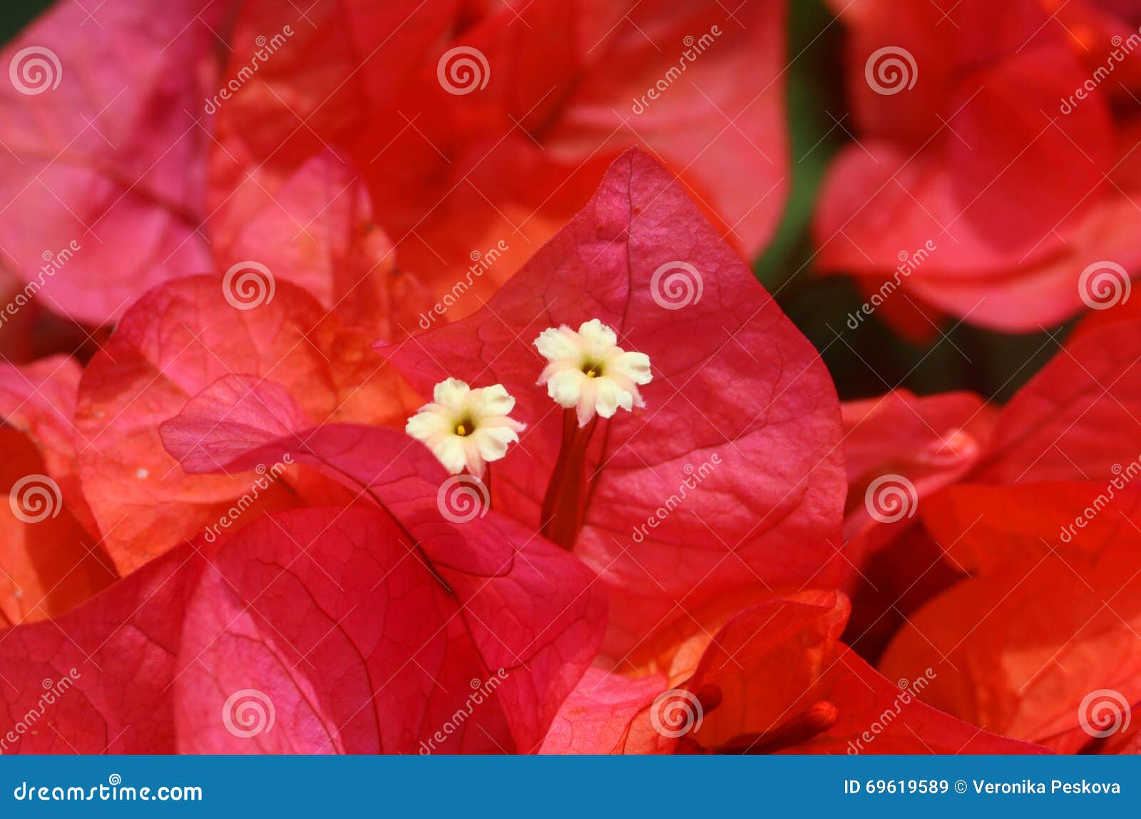 Fleur Rose Avec Fleurs Blanches Image Stock Image Du