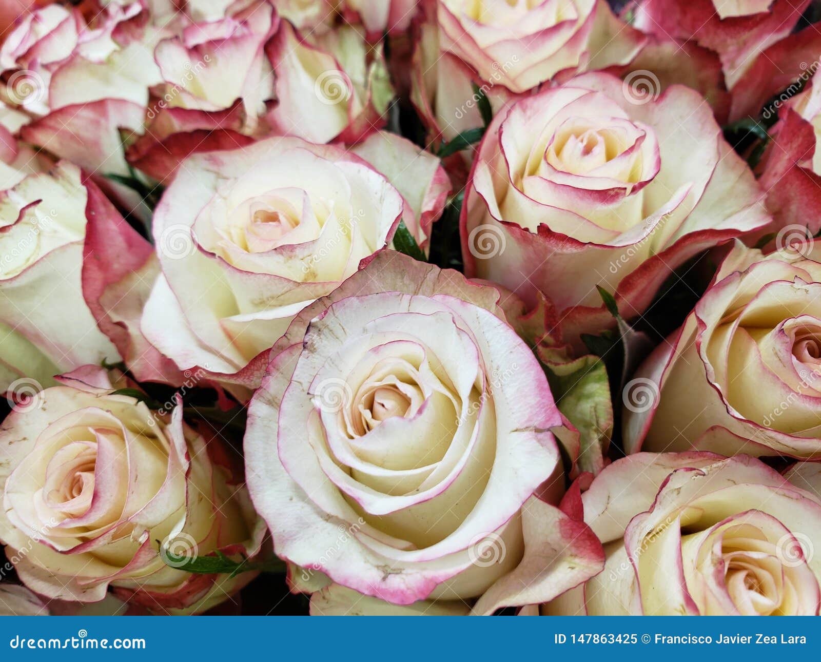 Fleur Rose Blanche Avec Le Bord Rouge Dans Un Bouquet Floral Pour Le Cadeau  De L'amour, Du Fond Et De La Texture Image stock - Image du roman, saison:  147863425