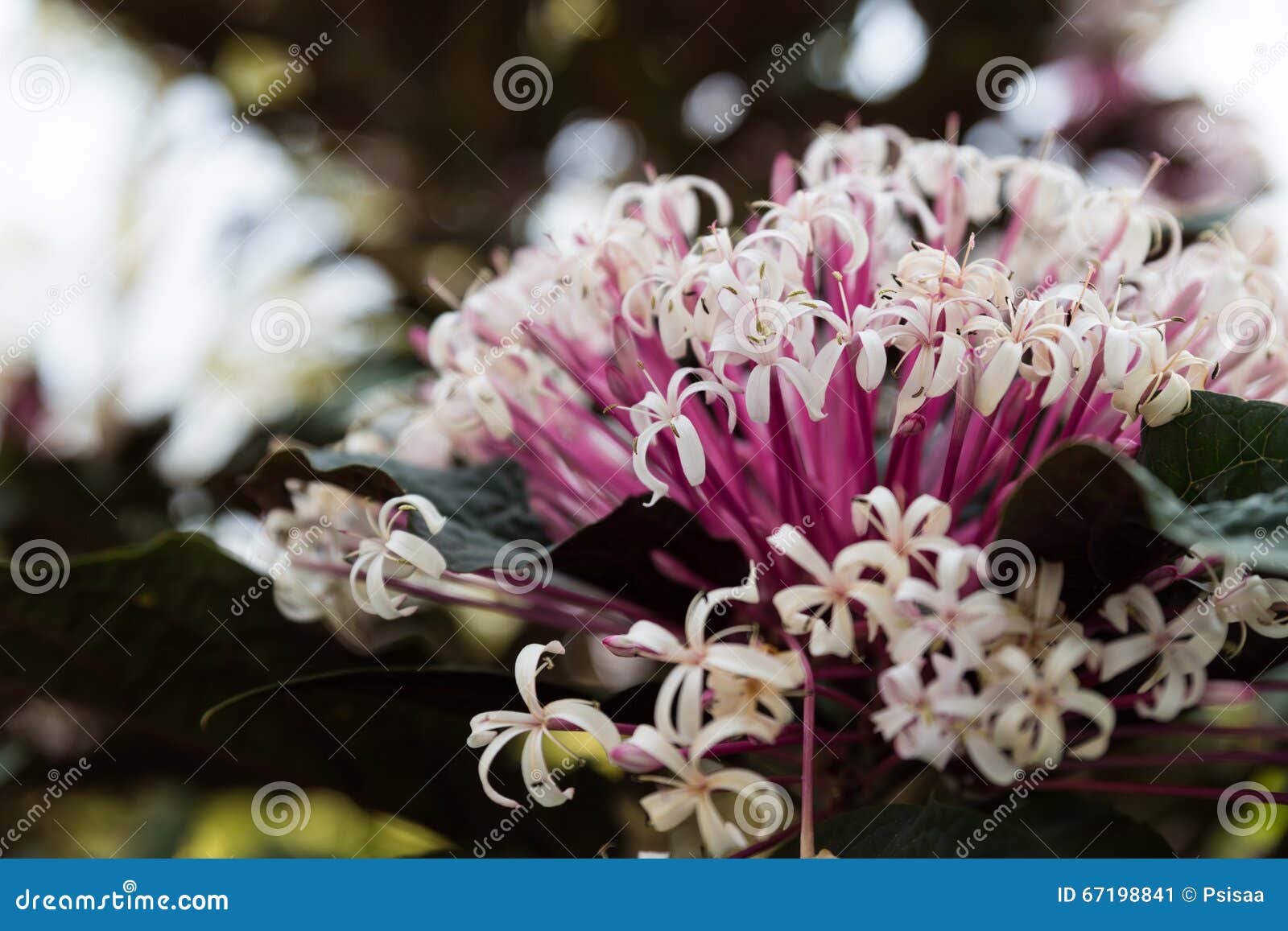 Fleur Rose Blanche De Floraison De Quezonia Image Stock