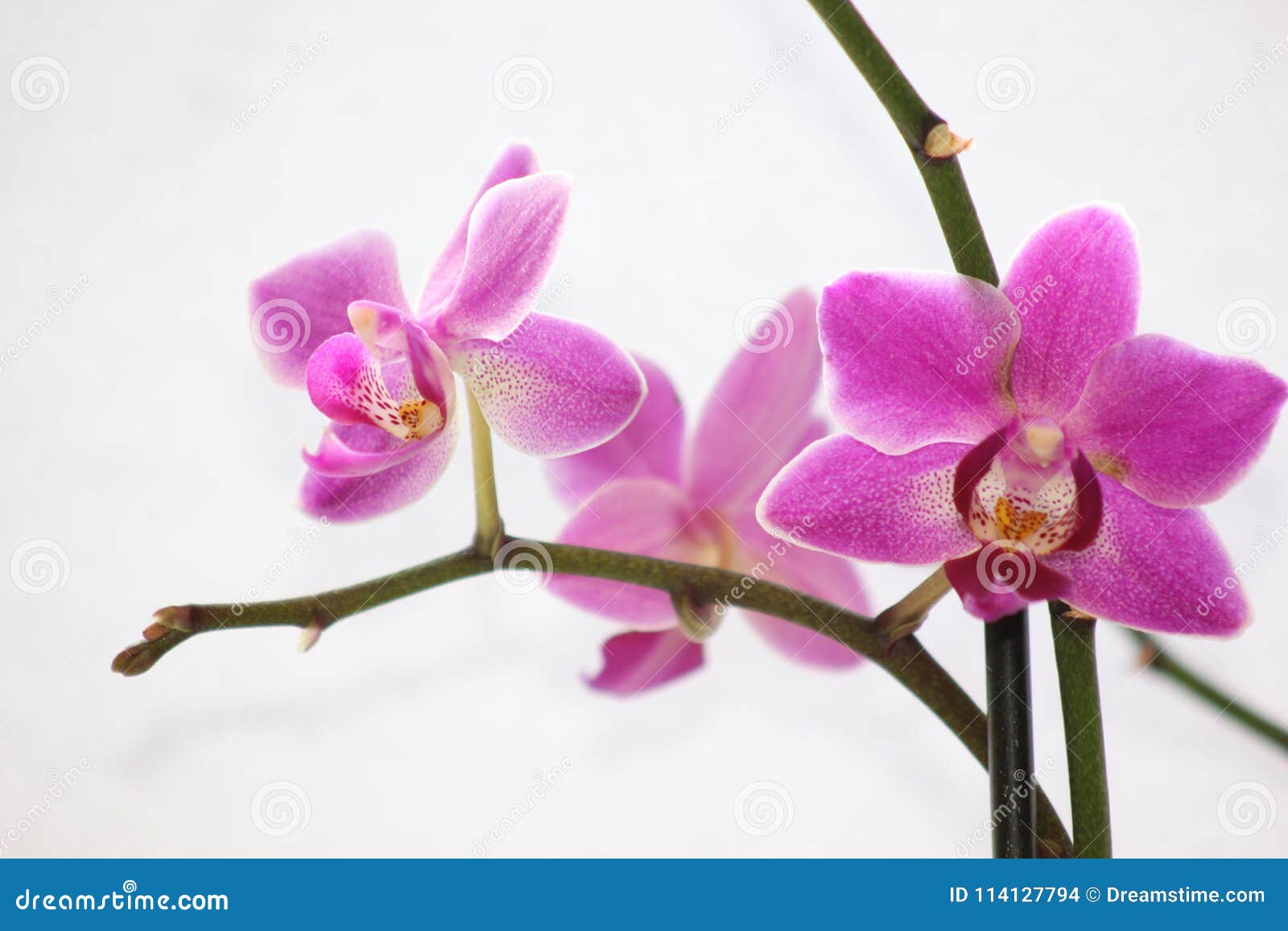 Fleur rose d'orchidée de phalaenopsis. La fleur rose de fleur, plante d'intérieur d'orchidée de Phalaenopsis a détaillé le makro