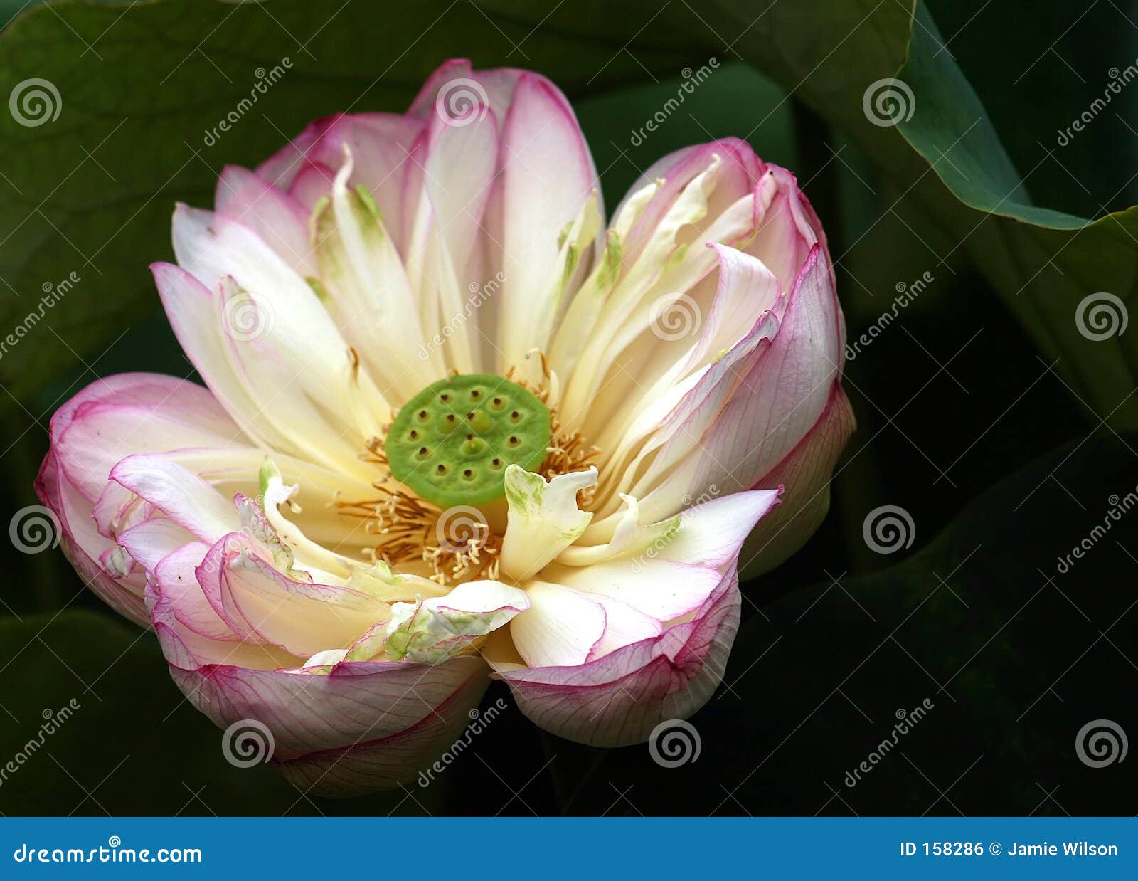 Fleur rose de lotus. Un plan rapproché de fleur de lotus rose.