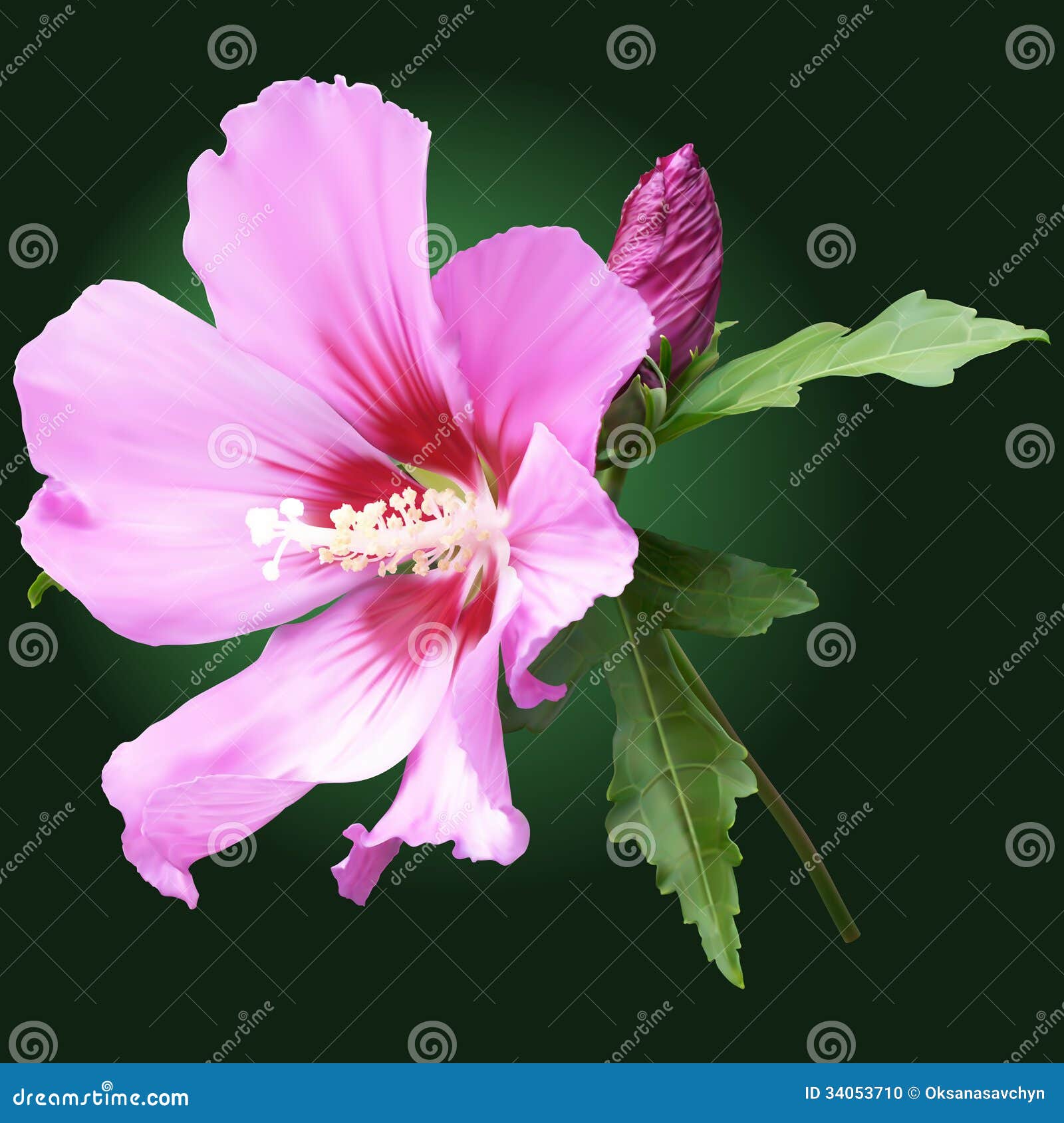 Fleur Rose De Mauve Avec Des Bourgeons Illustration de Vecteur -  Illustration du ornemental, flore: 34053710
