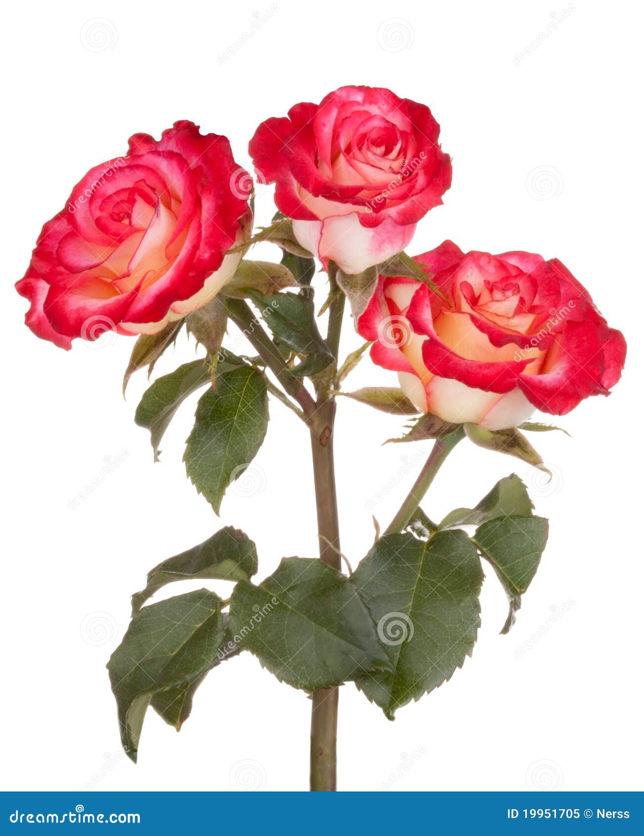 Fleur Rose Rouge En Pot PNG , Rose Rouge, Une Rose, Rose En Pot Image PNG  pour le téléchargement libre