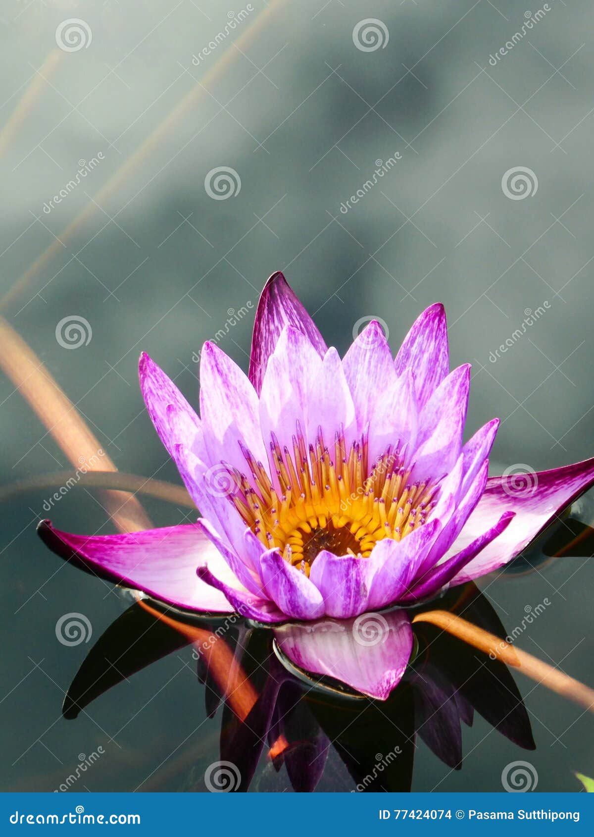 Fleur Rose Et Violette De Nénupharlotus Avec Le Centre