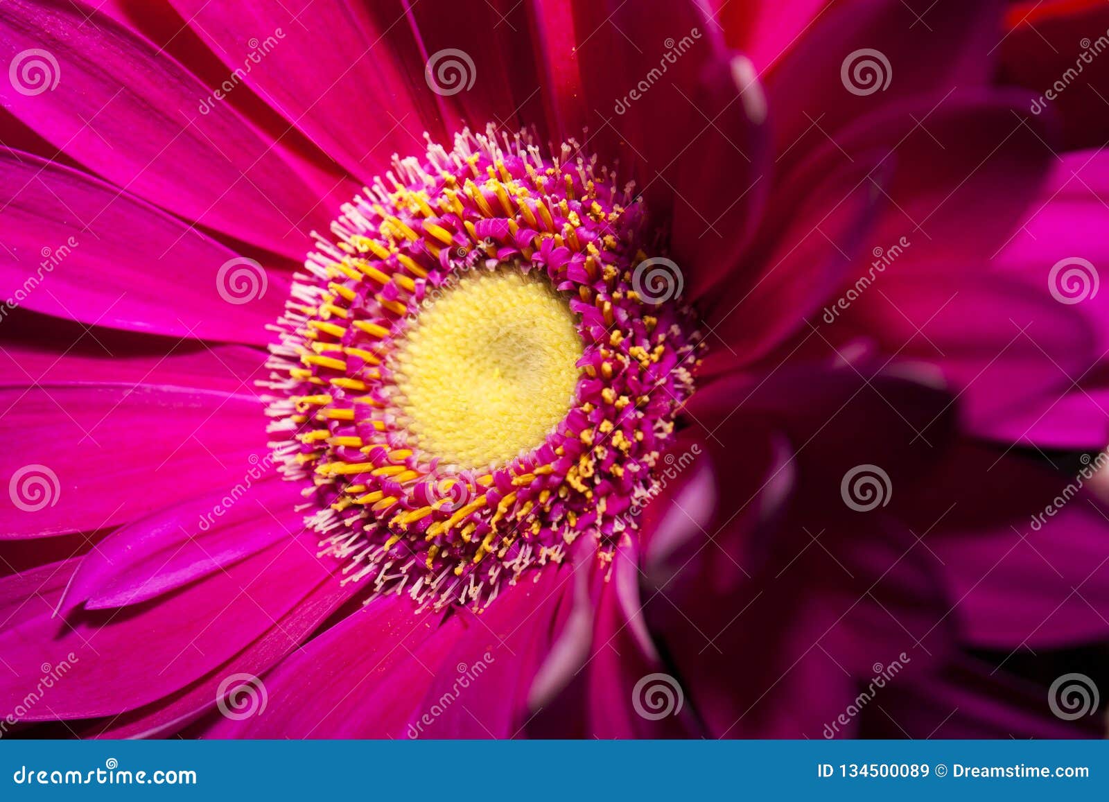 Fleur Rose Lumineuse Avec Un Milieu Jaune Image Stock