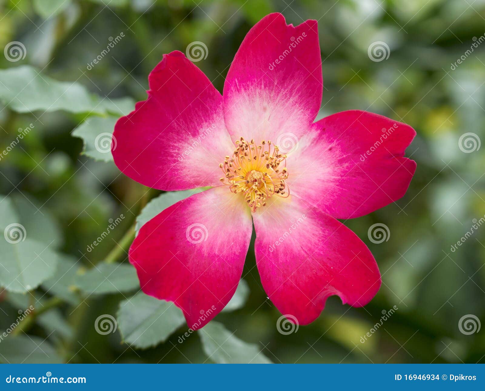 Fleur Rose Sauvage Rouge Et Jaune Simple Photo stock - Image du invitation,  fond: 16946934