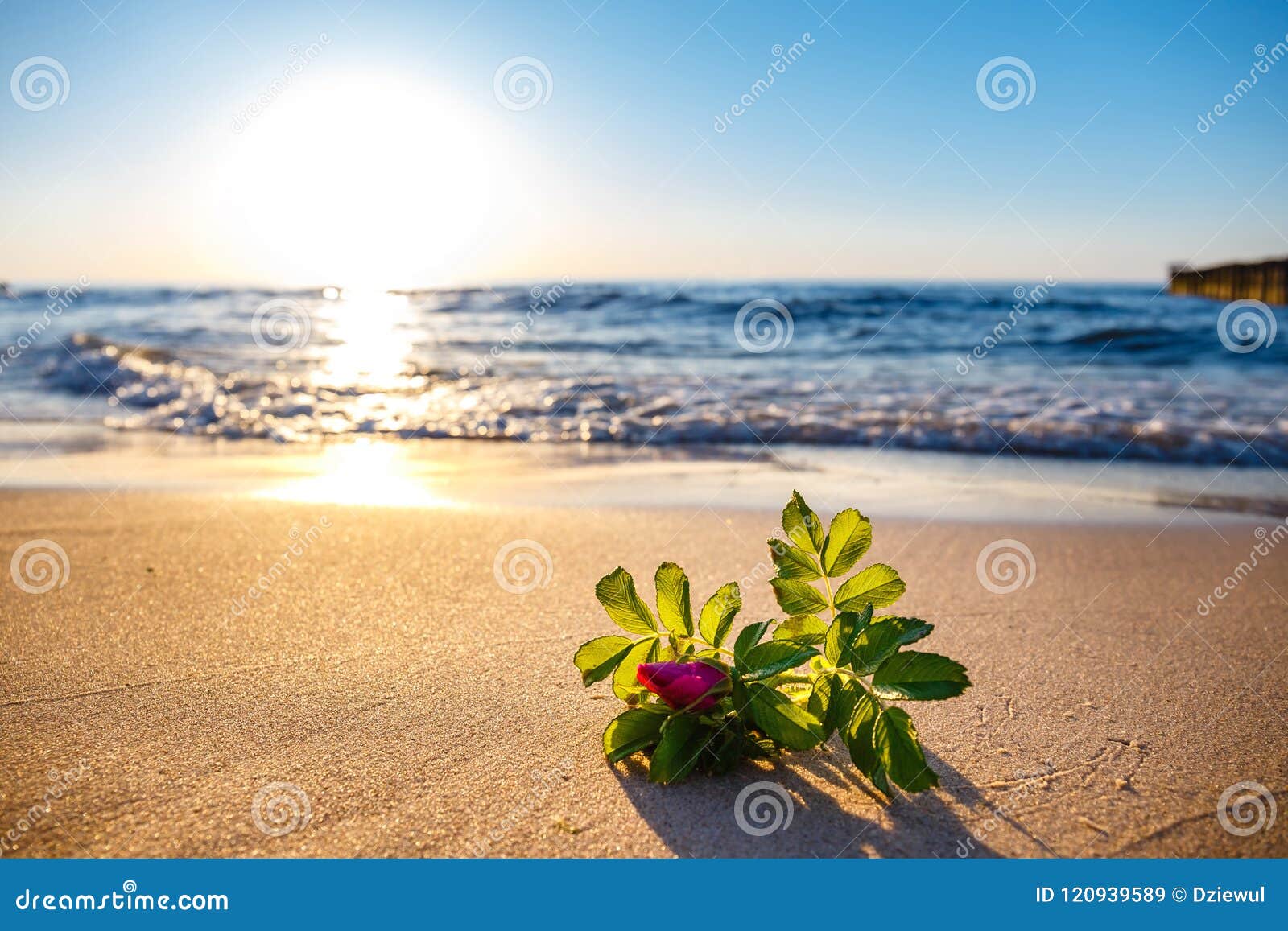 Fleur rose sur la plage image stock. Image du concept 120939589