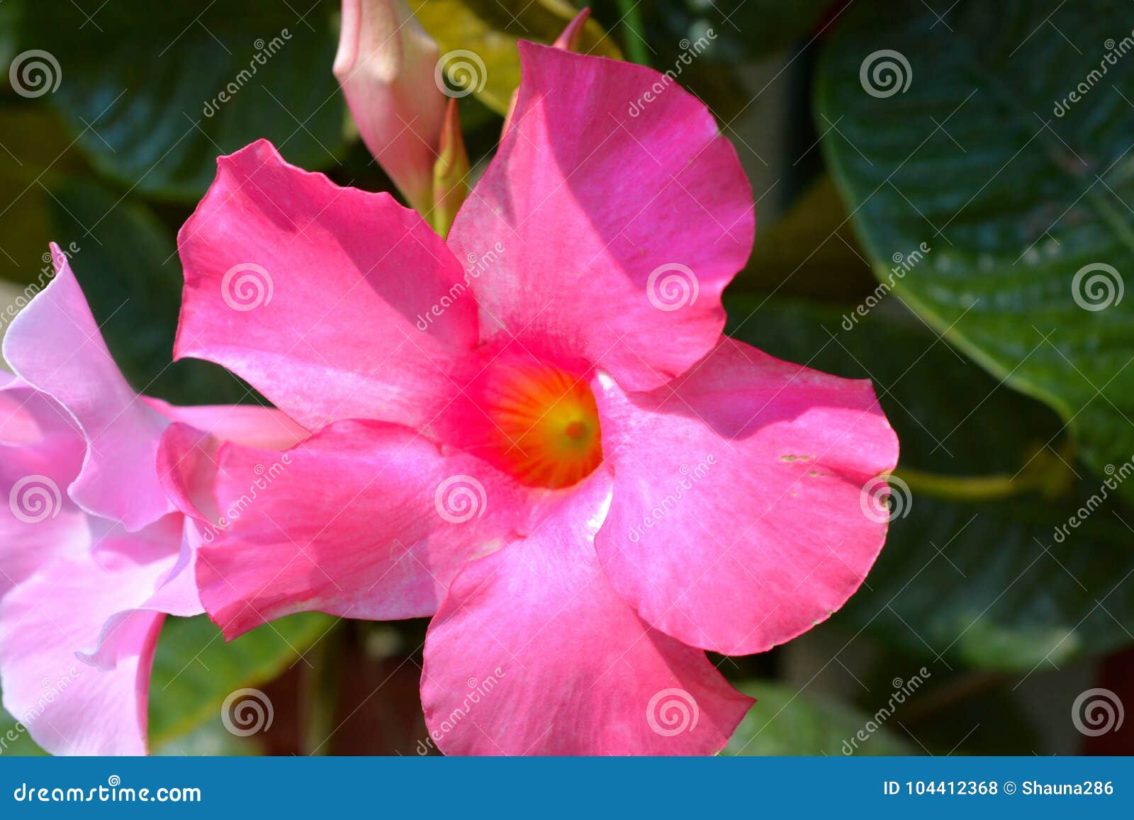 Fleur Rose Tropicale De Ketmie En Pleine Floraison Photo stock - Image du  couleur, jardin: 104412368