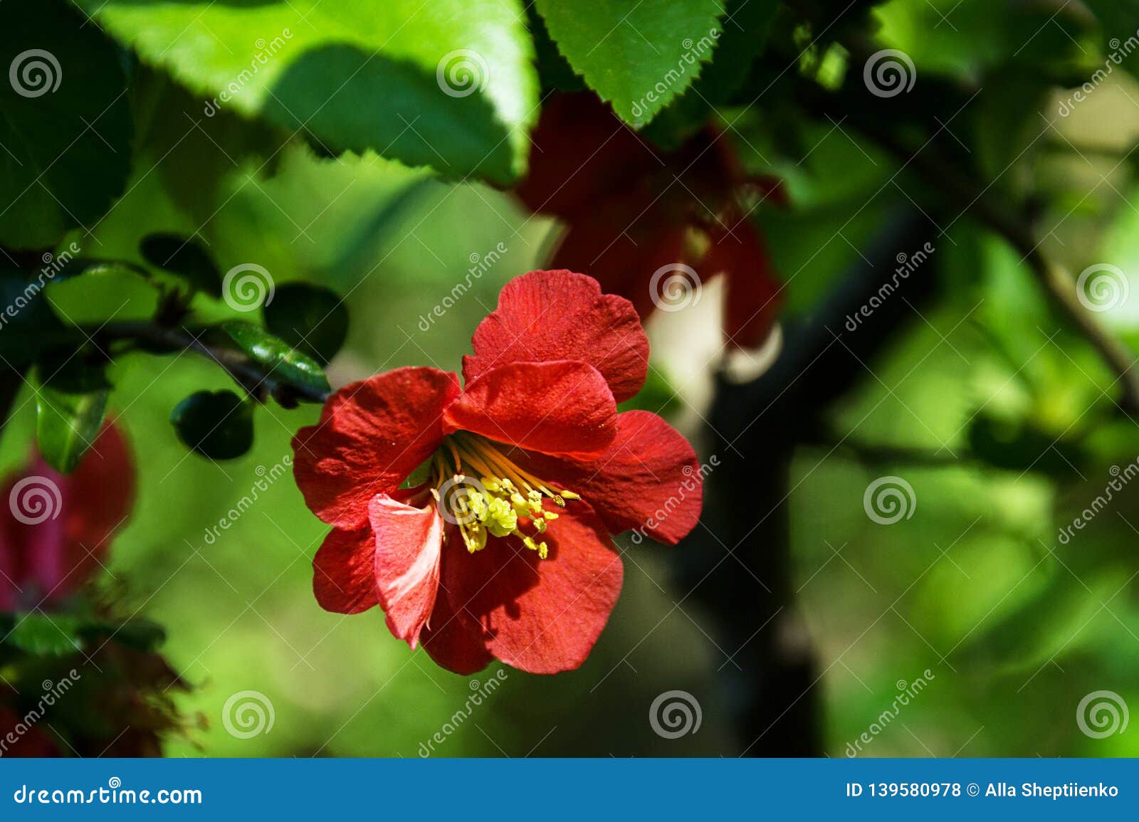 Fleur Rouge Avec Les Stamens Et Le Pistil Jaunes Photo stock - Image du  vert, fermer: 139580978