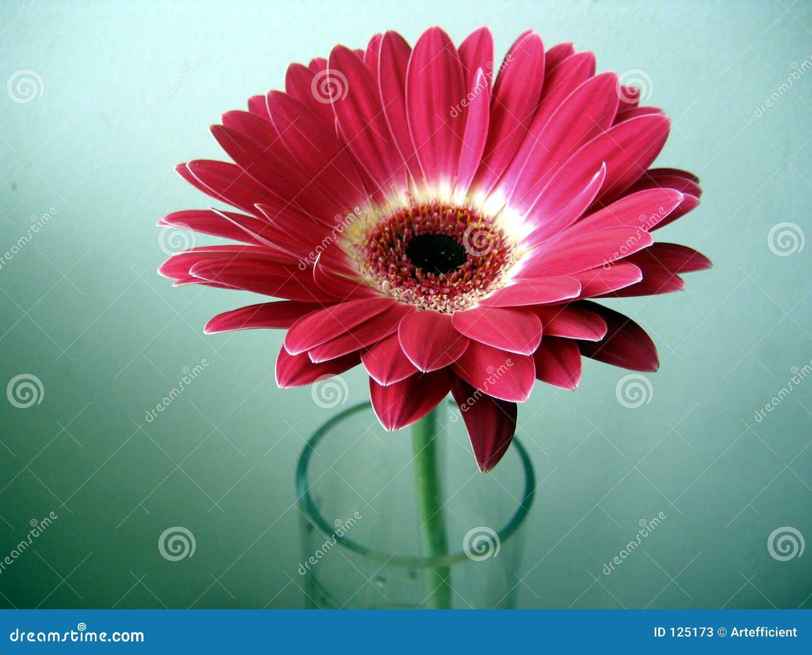 Fleur Rouge,Blanche de Gerbera dans une glace sur le fond vert