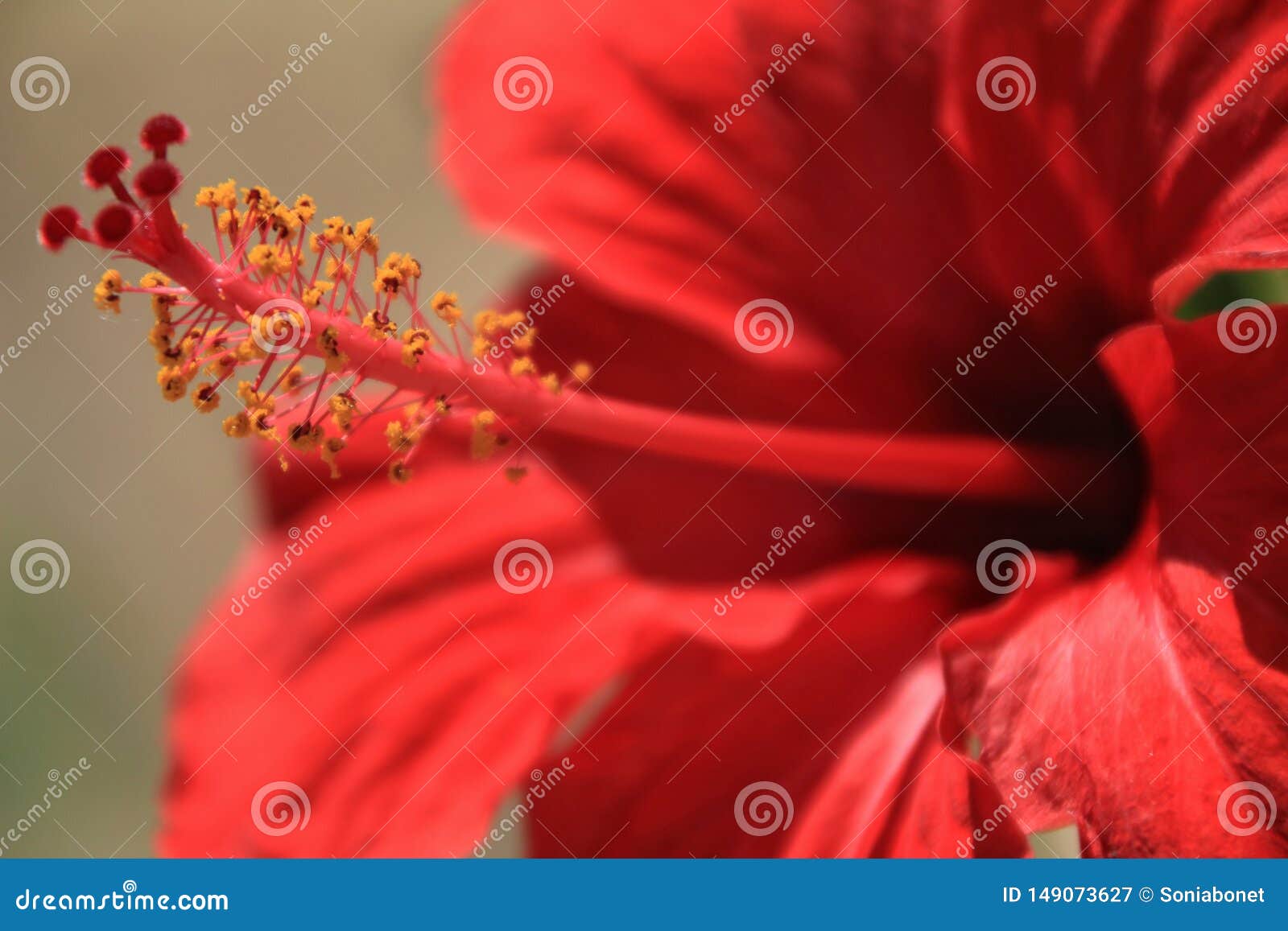 Fleur Rouge De Ketmie Dans Le Jardin Image Stock Image Du