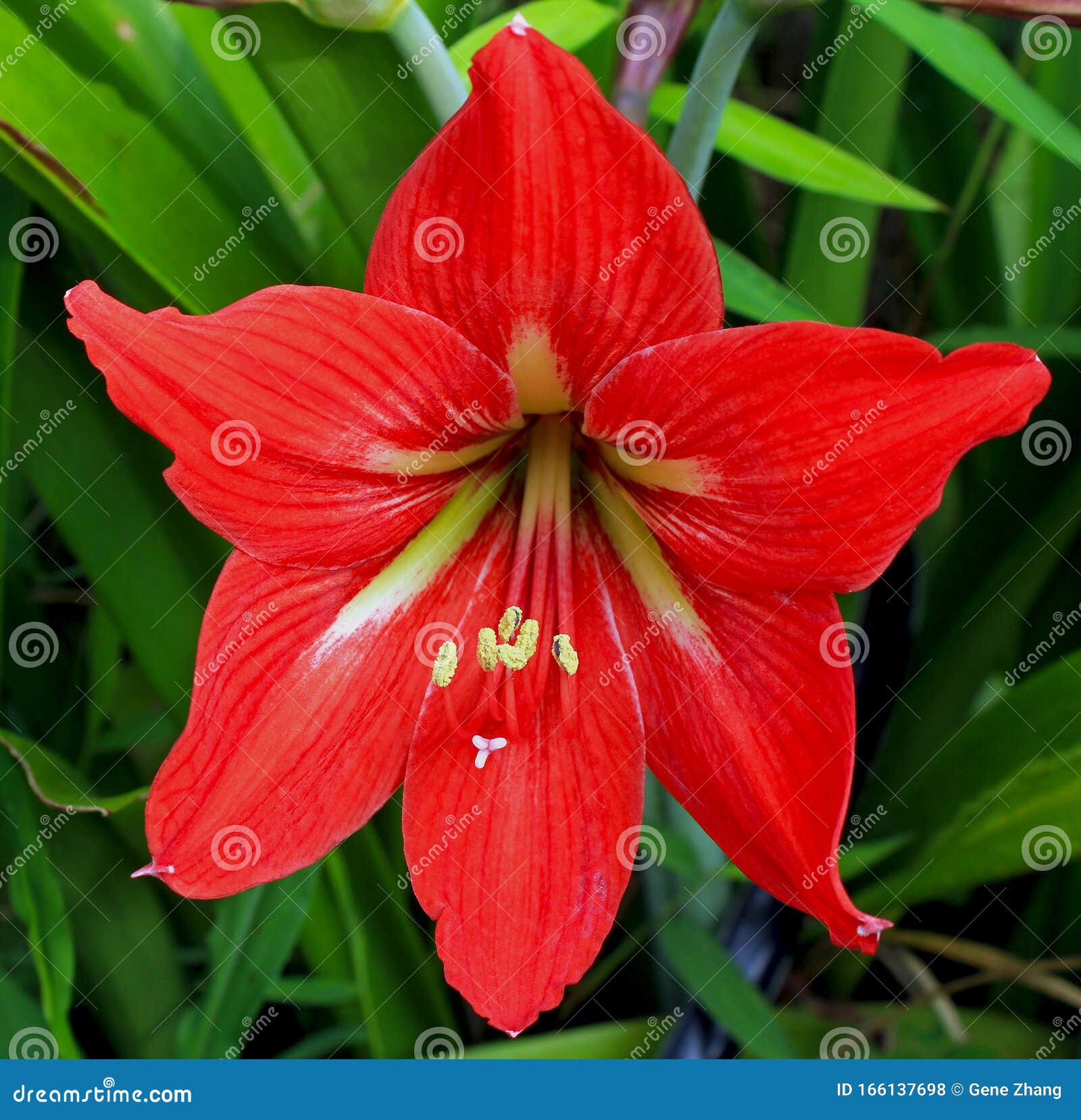 Fleur Rouge De Lys Rayés De La Barbade, Hippeastrum Striatum Photo stock -  Image du bulbeux, beau: 166137698
