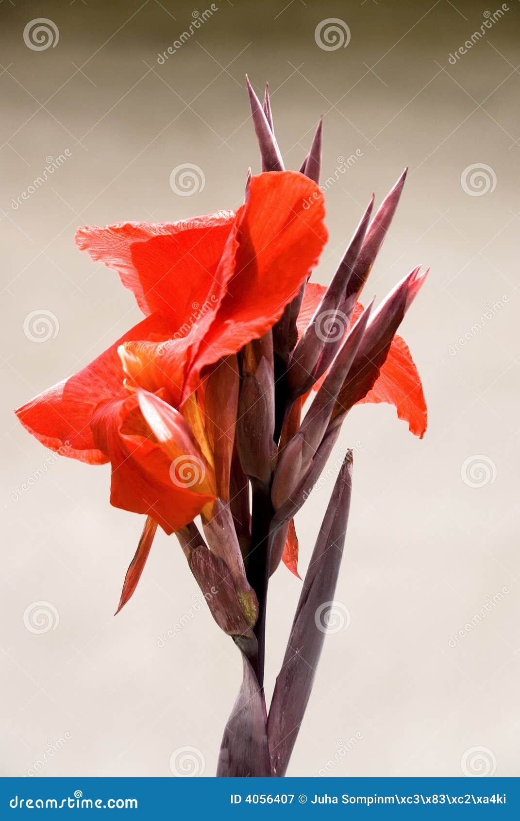 Fleur rouge exotique image stock. Image du jardin, fond - 4056407