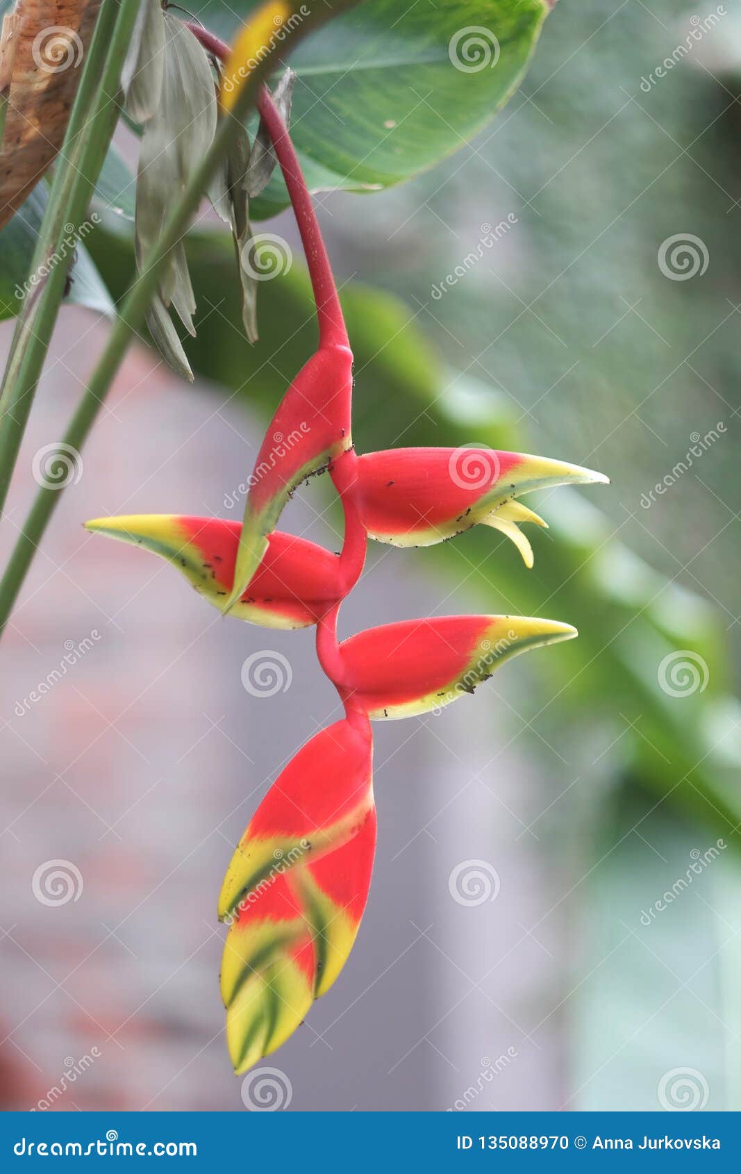 Fleur Rouge-jaune Lumineuse D'une Plante Tropicale Exotique Photo stock -  Image du flore, fleuraison: 135088970