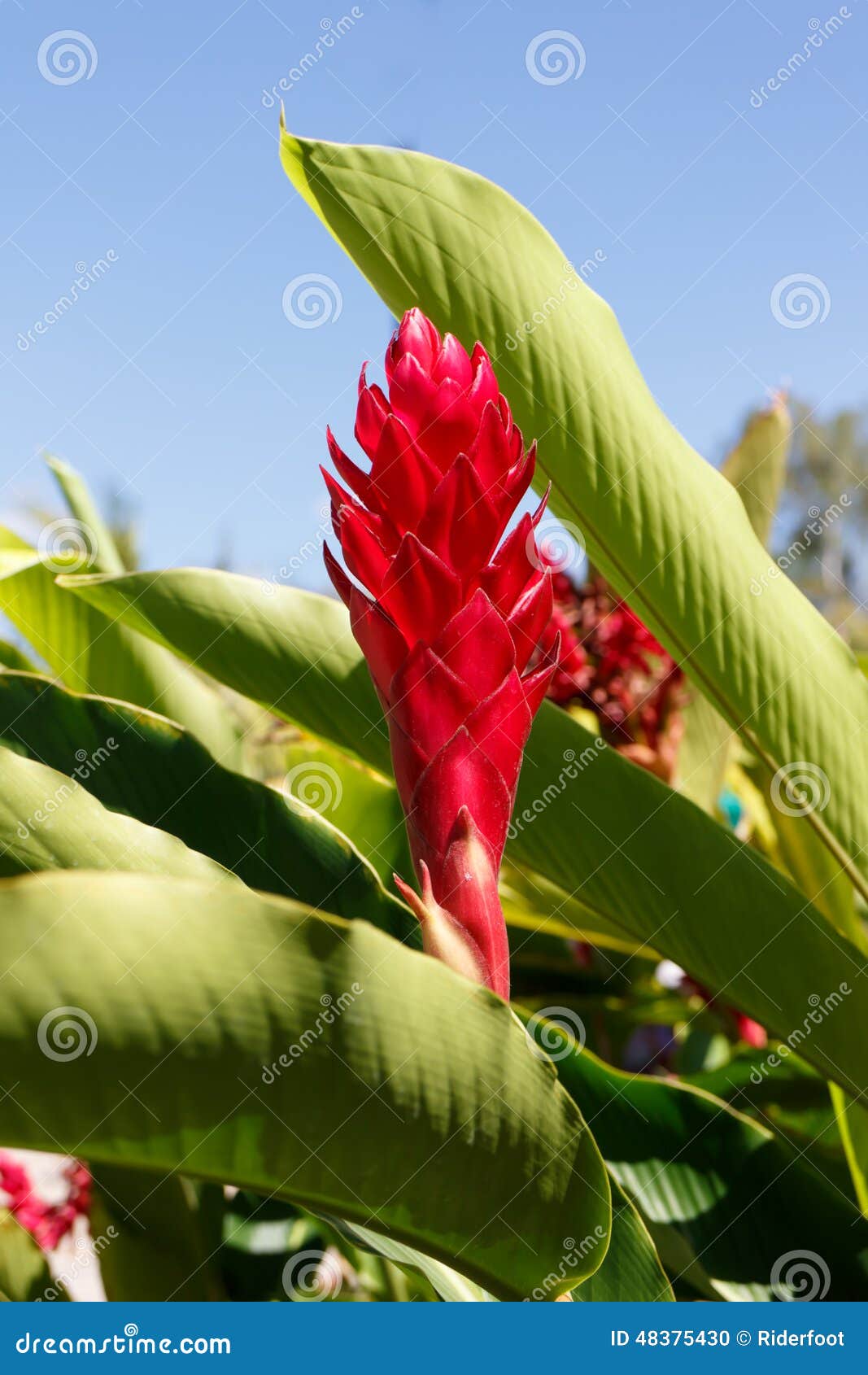 Fleur Rouge Tropicale En Détail Photo stock - Image du objet, jardinage:  48375430