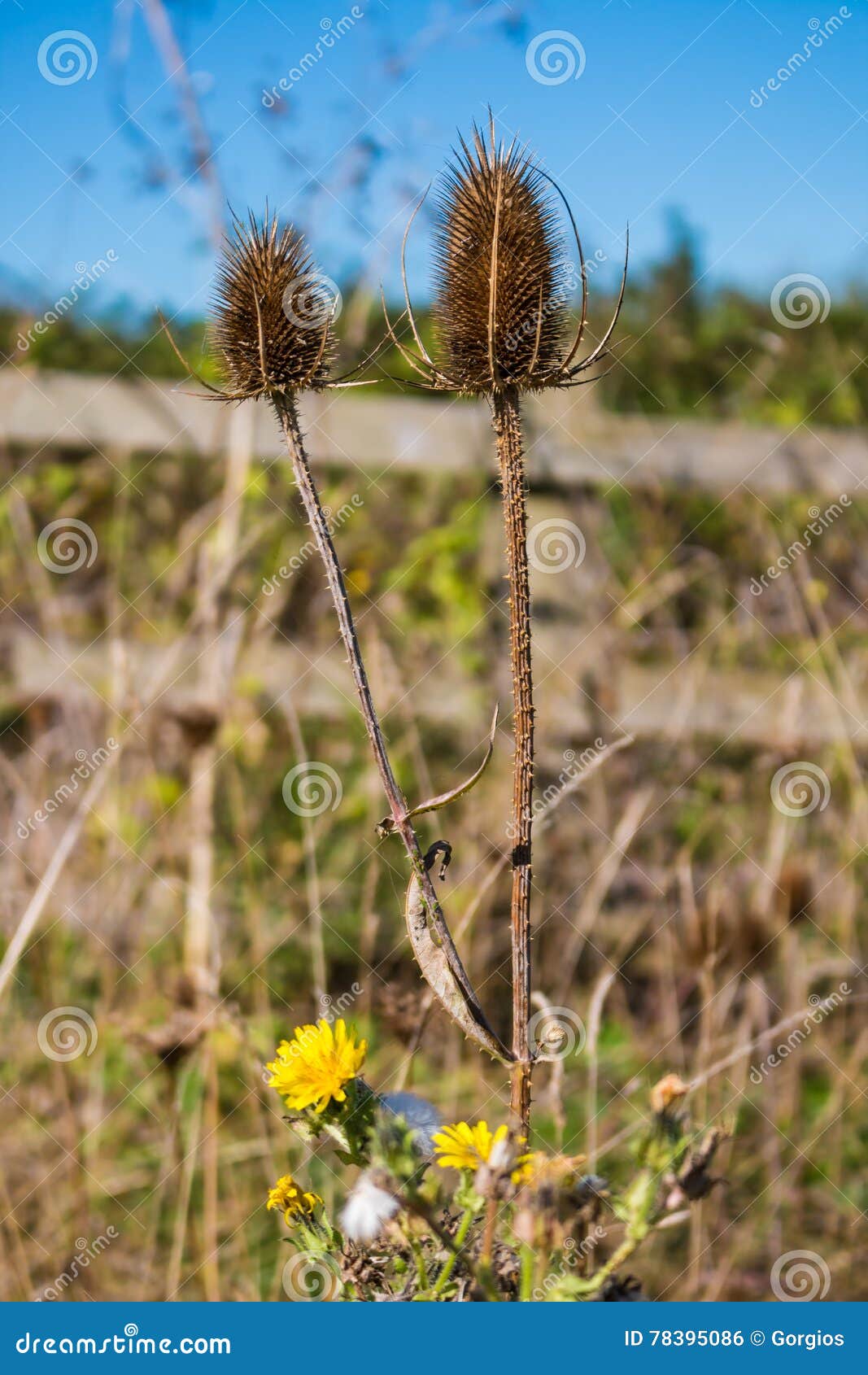 Fleur sèche de chardon photo stock. Image du fond, flore - 78395086