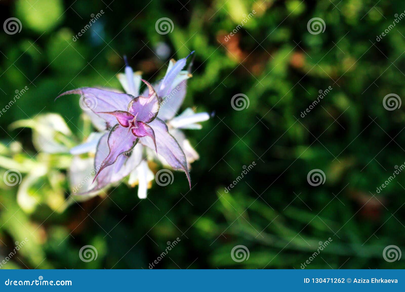 Fleur Sage De Couleur Lilas Pâle, Branche Avec Les Feuilles Vertes Et Fleurs  Dans Le Jardin, Photo stock - Image du lilas, jardin: 130471262