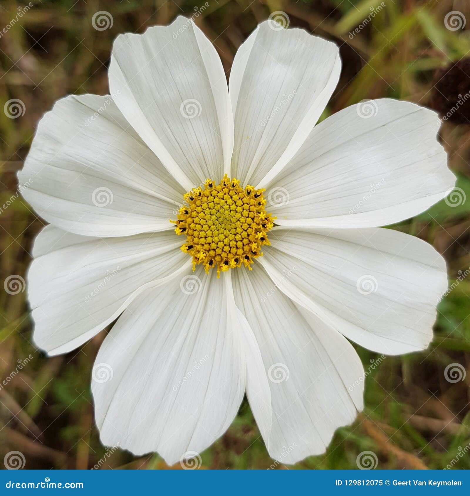 Fleur Sauvage Blanche Avec Le Coeur Jaune Image stock - Image du  wildflower, concept: 129812075