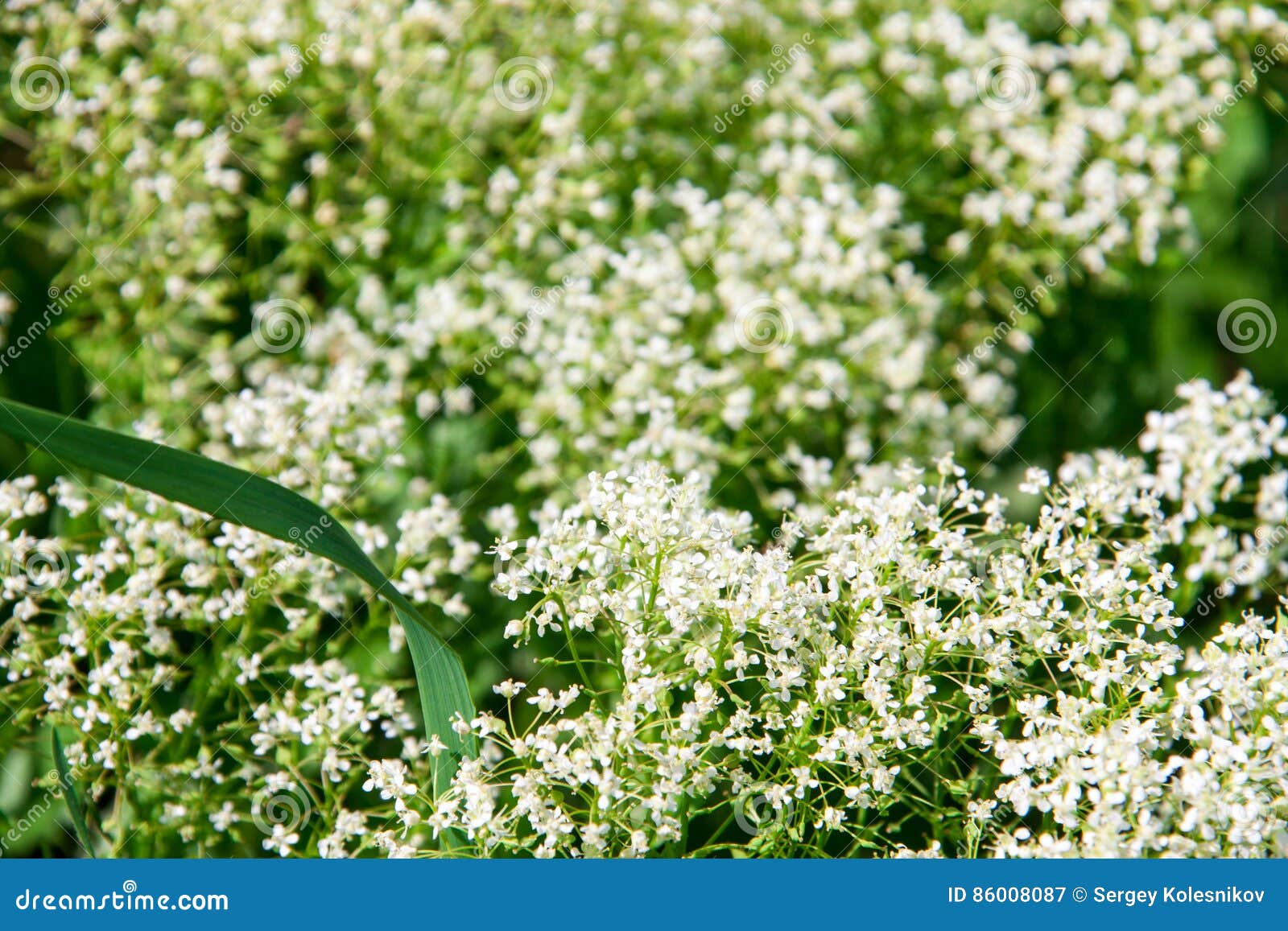 Fleur Sauvage Blanche Dans La Fin De Champ Image stock - Image du frais,  beauté: 86008087