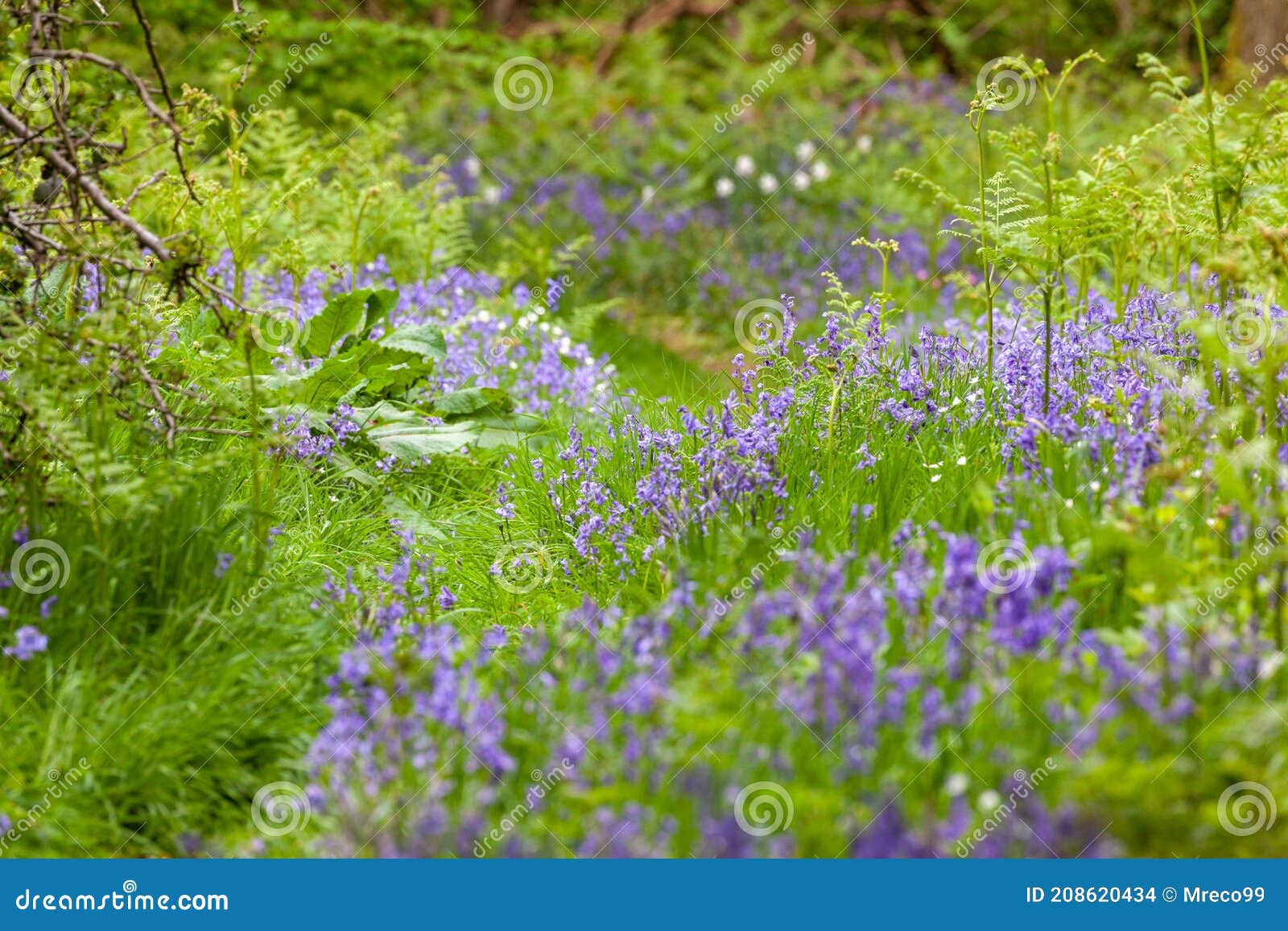 Fleur Sauvage De Jacinthe Des Bois Dans La Région Boisée De Norfolk Photo  stock - Image du navigation, fleurs: 208620434