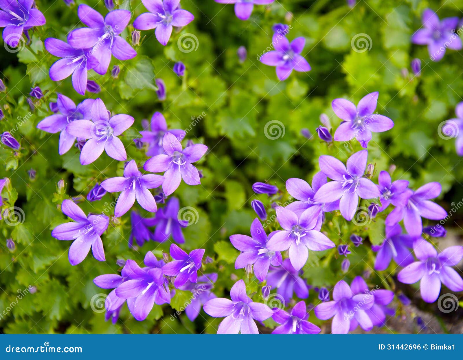 Fleur Sauvage De Violettes De Ressort, Photo stock - Image du lame, vert:  31442696