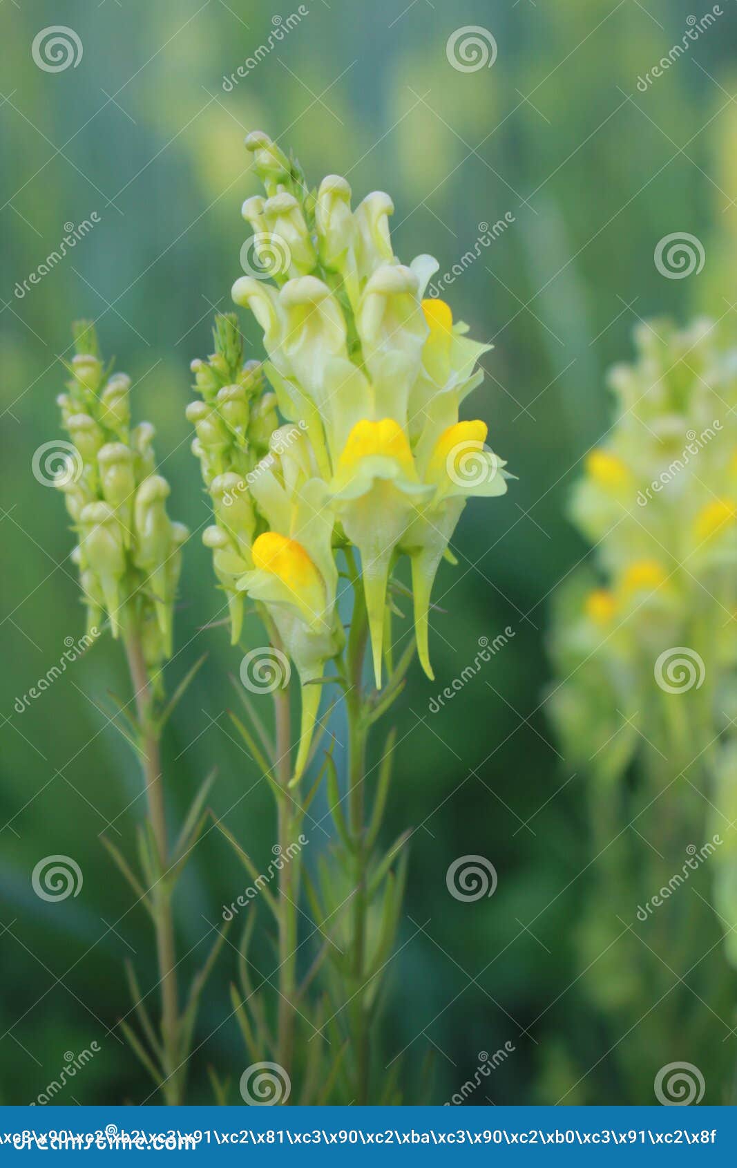 Fleur Sauvage Fleurs Des Champs Fleur Jaune Belle Fleur De Champ, été, Jour  Ensoleillé Fond Mou Fleurs De Bord De La Route Image stock - Image du  contexte, ensoleillé: 127127125