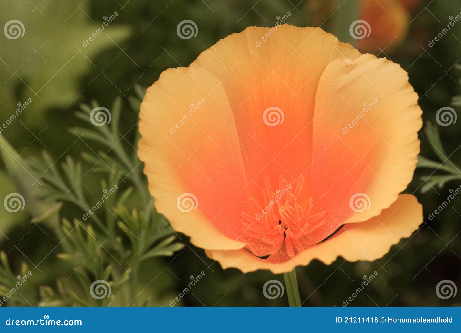 Fleur Sauvage Orange De Rhoeas De Pavot De Pavot Photo stock - Image du  pavot, zone: 21211418
