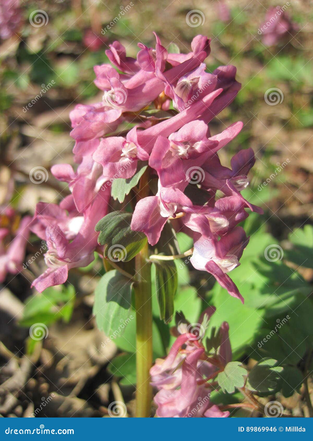 Fleur Sauvage Rose Lithuanie Photo Stock Image Du