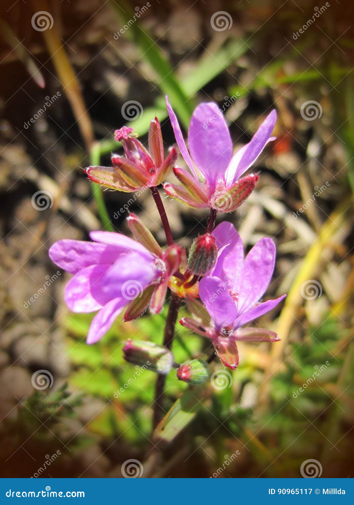 Fleur Sauvage Rose Lithuanie Image Stock Image Du Floral