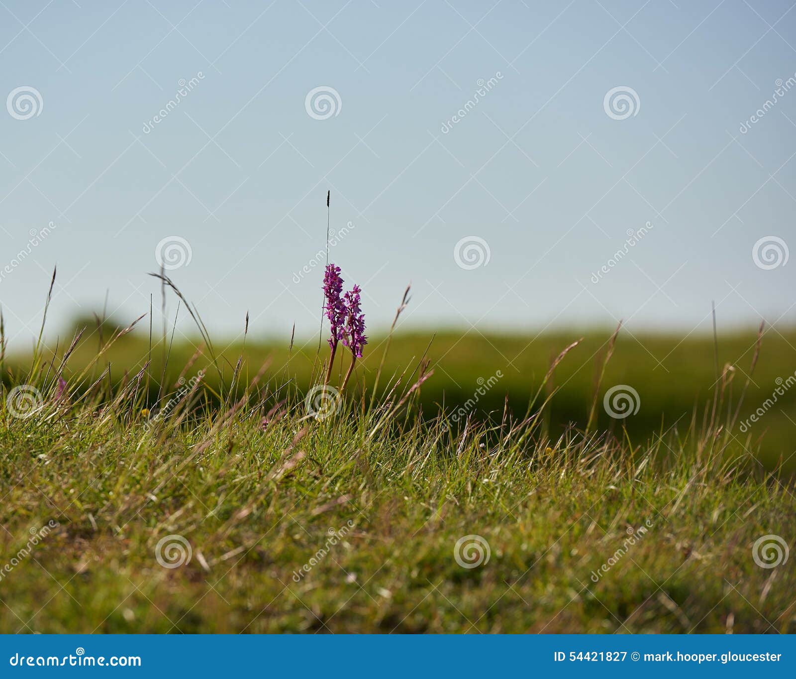 Fleur Sauvage Rose Simple Image Stock Image Du Vert 54421827