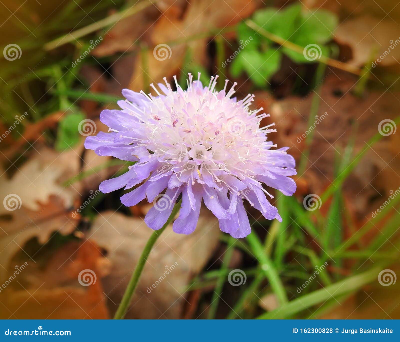 Fleur Sauvage Violette, Lituanie Photo stock - Image du vert, lames:  162300828