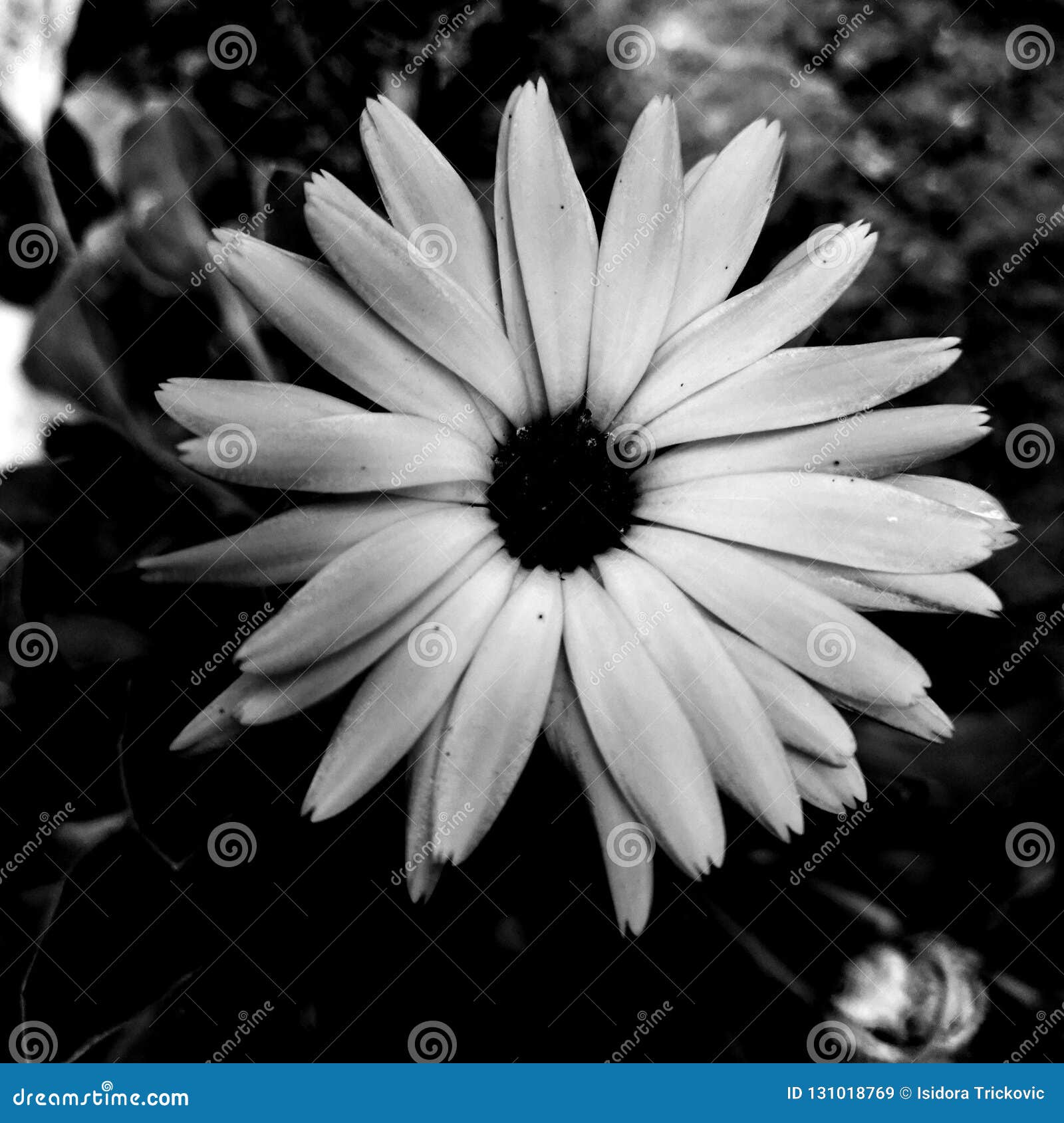 Fleur Simple Noire Et Blanche Image stock - Image du fleurs, blanc:  131018769