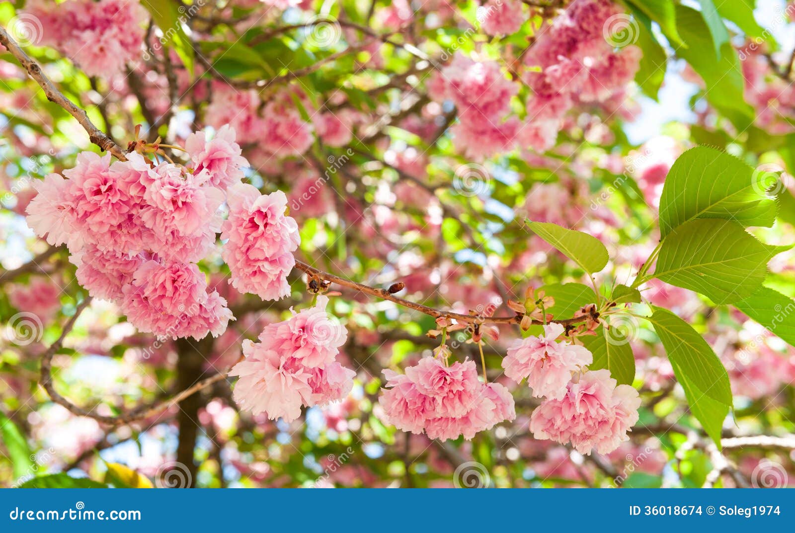 Fleur Sur Larbre Fleurs De Cerisier Au Printemps Photo
