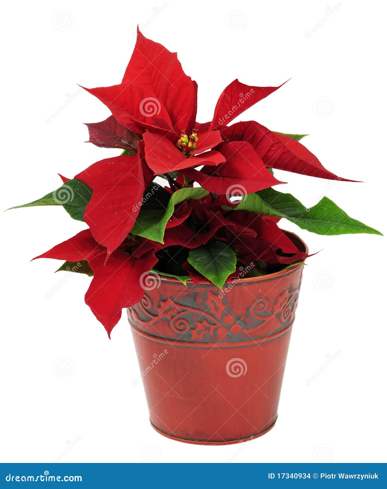 Fleur Traditionnelle De Noël Photo stock - Image du étoile, symbole:  17340934