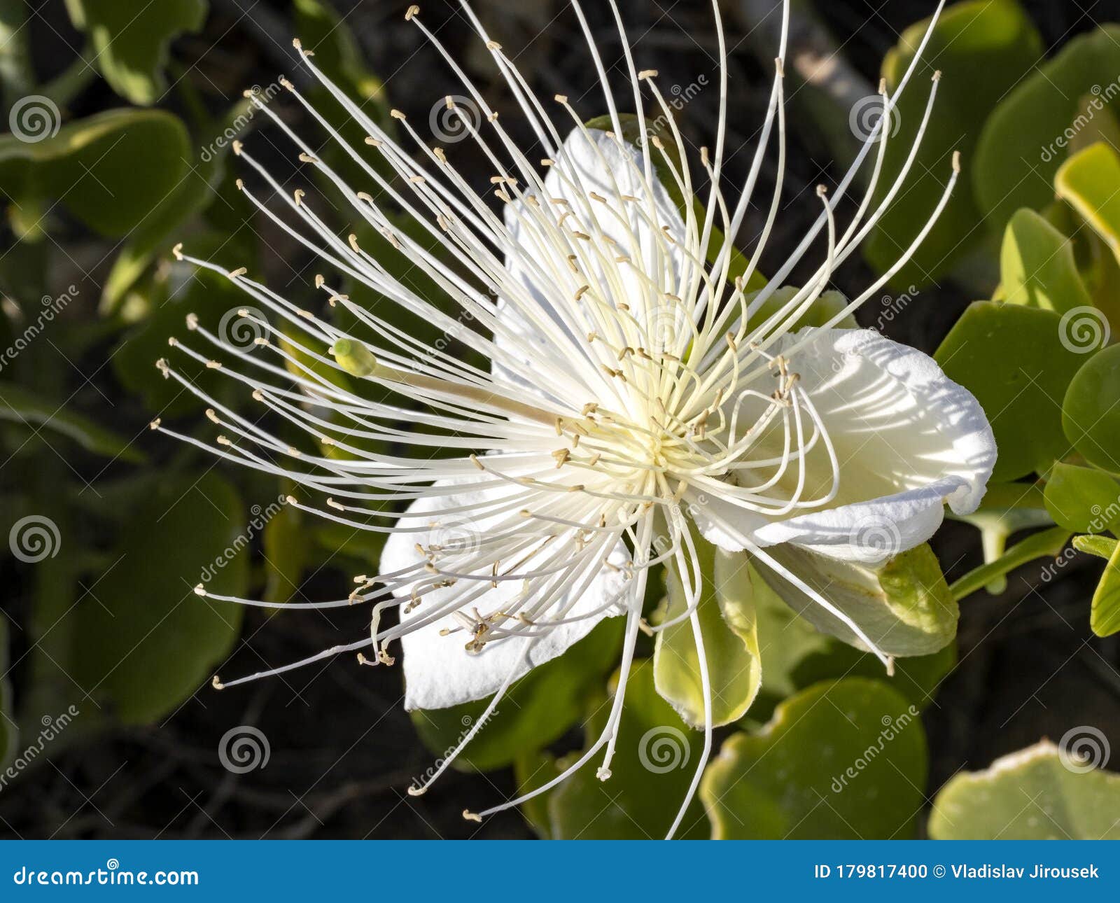 Fleur Tropicale Blanche Avec De Longs Stigmates Oman Photo stock ...