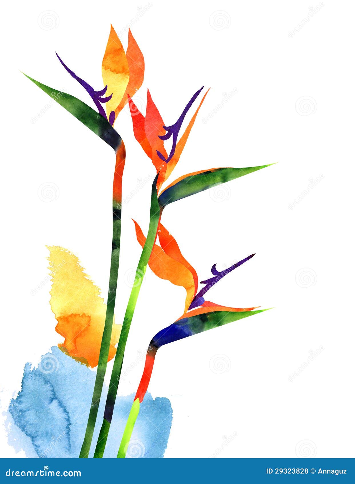 Fleur Tropicale Exotique D'aquarelle, Strelitzia Sur Le Fond Blanc  Illustration Stock - Illustration du paradis, bleu: 29323828