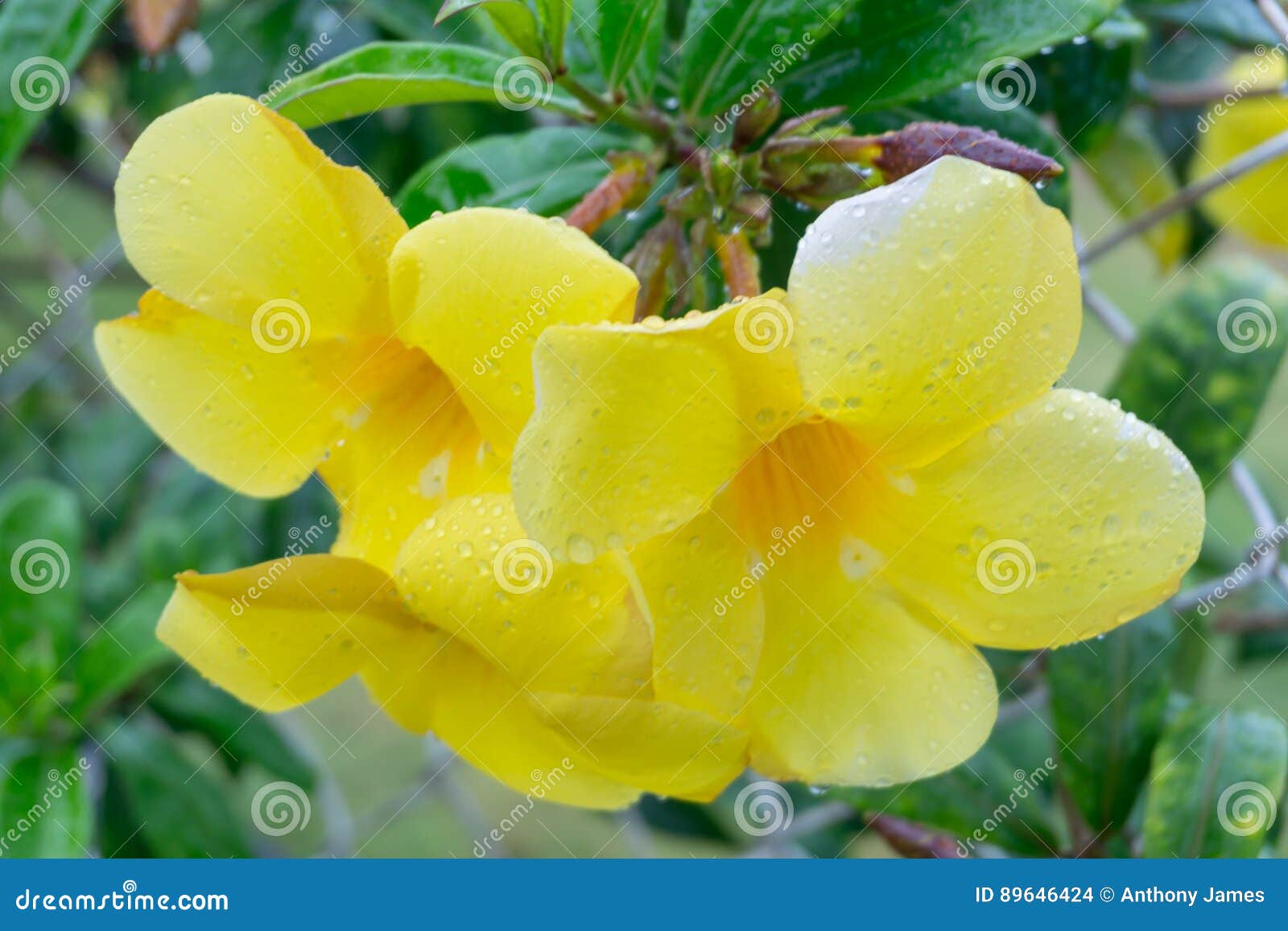 Fleur tropicale jaune photo stock. Image du pétales, février - 89646424