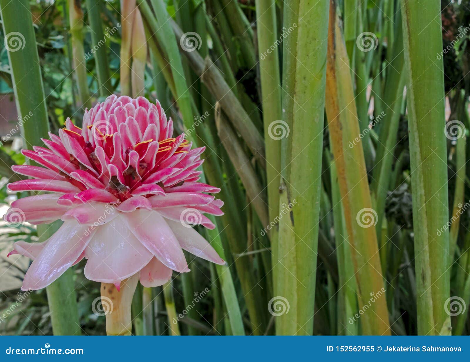 Fleur Tropicale Rose : Elatior D'Etlingera, également Connu Sous Le Nom De  Gingembre De Torche Ou Lis De Gingembre Rouge Image stock - Image du fleur,  lame: 152562955
