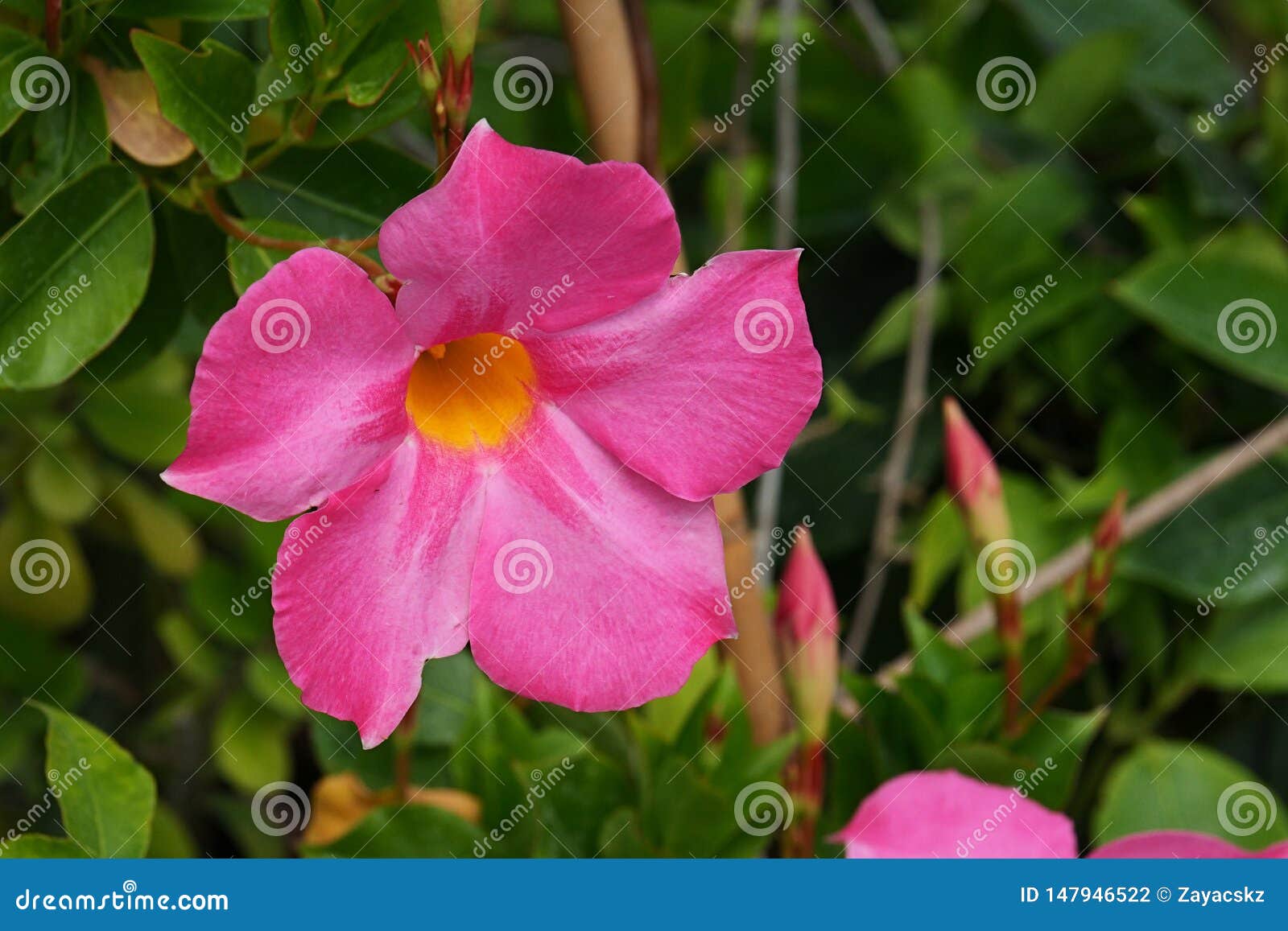 Fleur Tropicale Rose En Forme De Trompette Avec Jaune, Centre De Fleurs,  Poussant En Serre Photo stock - Image du bourgeons, rose: 147946522