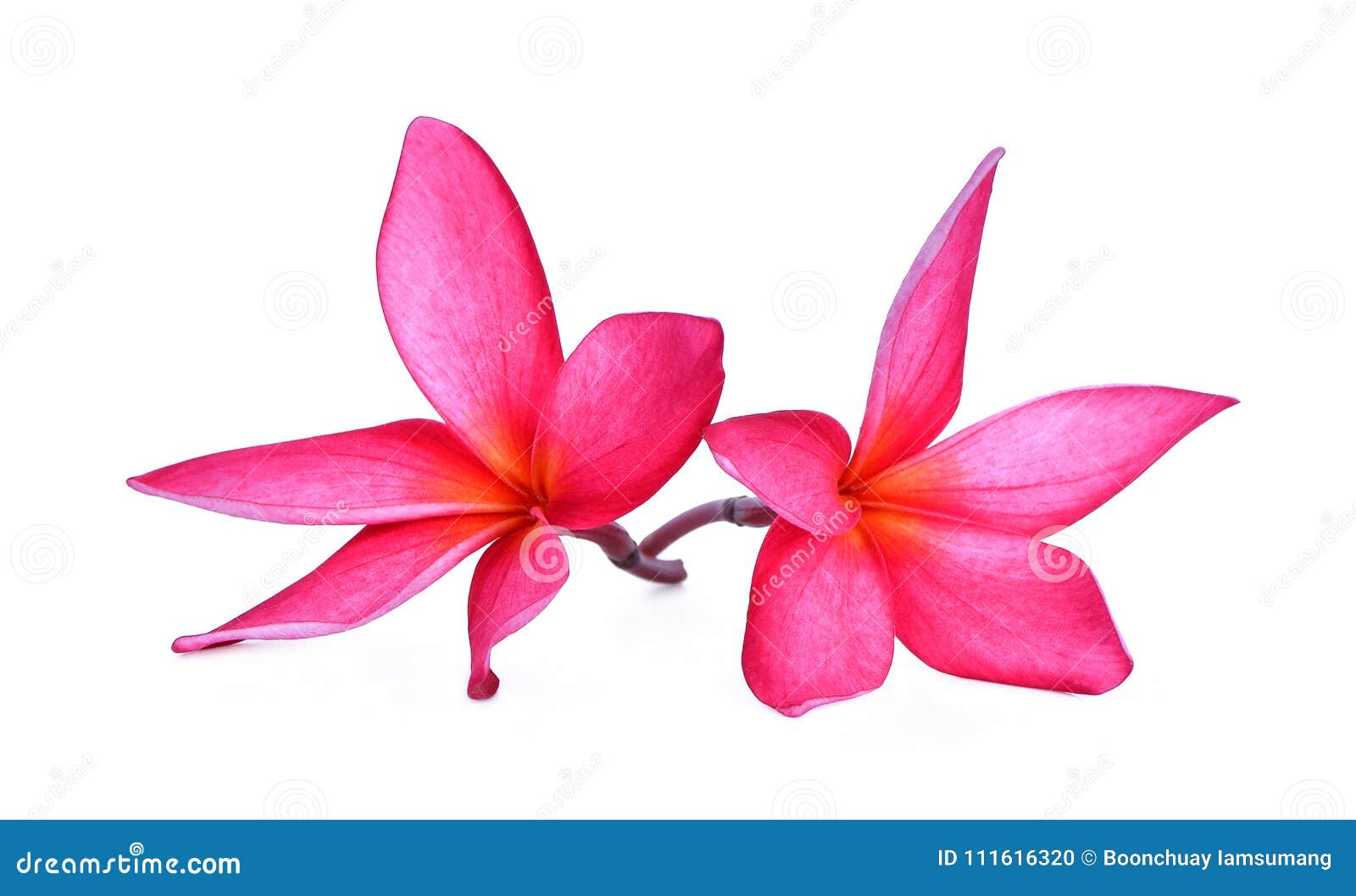 Fleur Tropicale Rose, Plumeria, Lanthom, Fleur De Leelawadee Photo stock -  Image du parfum, dessus: 111616320