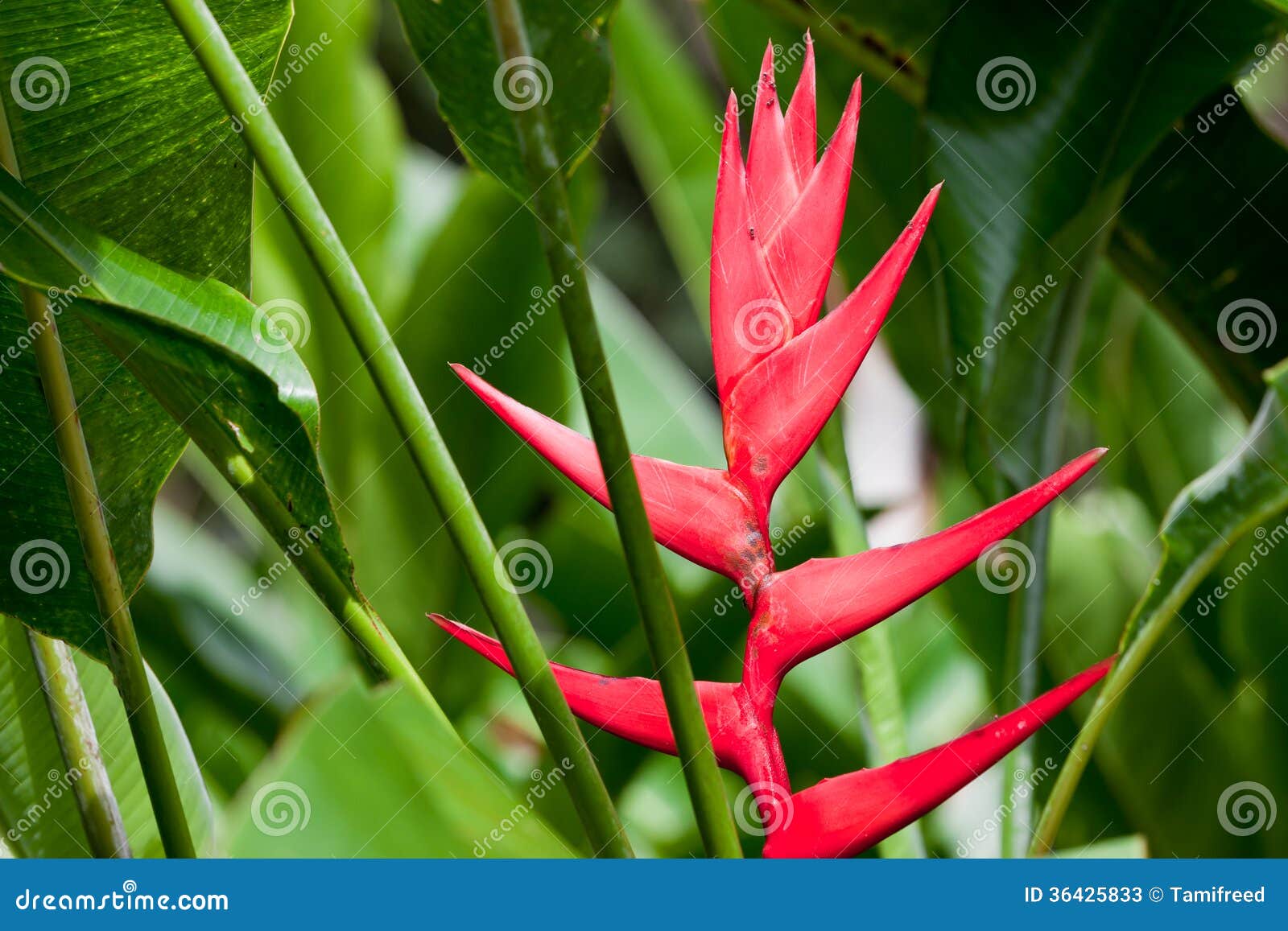 Fleur tropicale rouge image stock. Image du tropical - 36425833