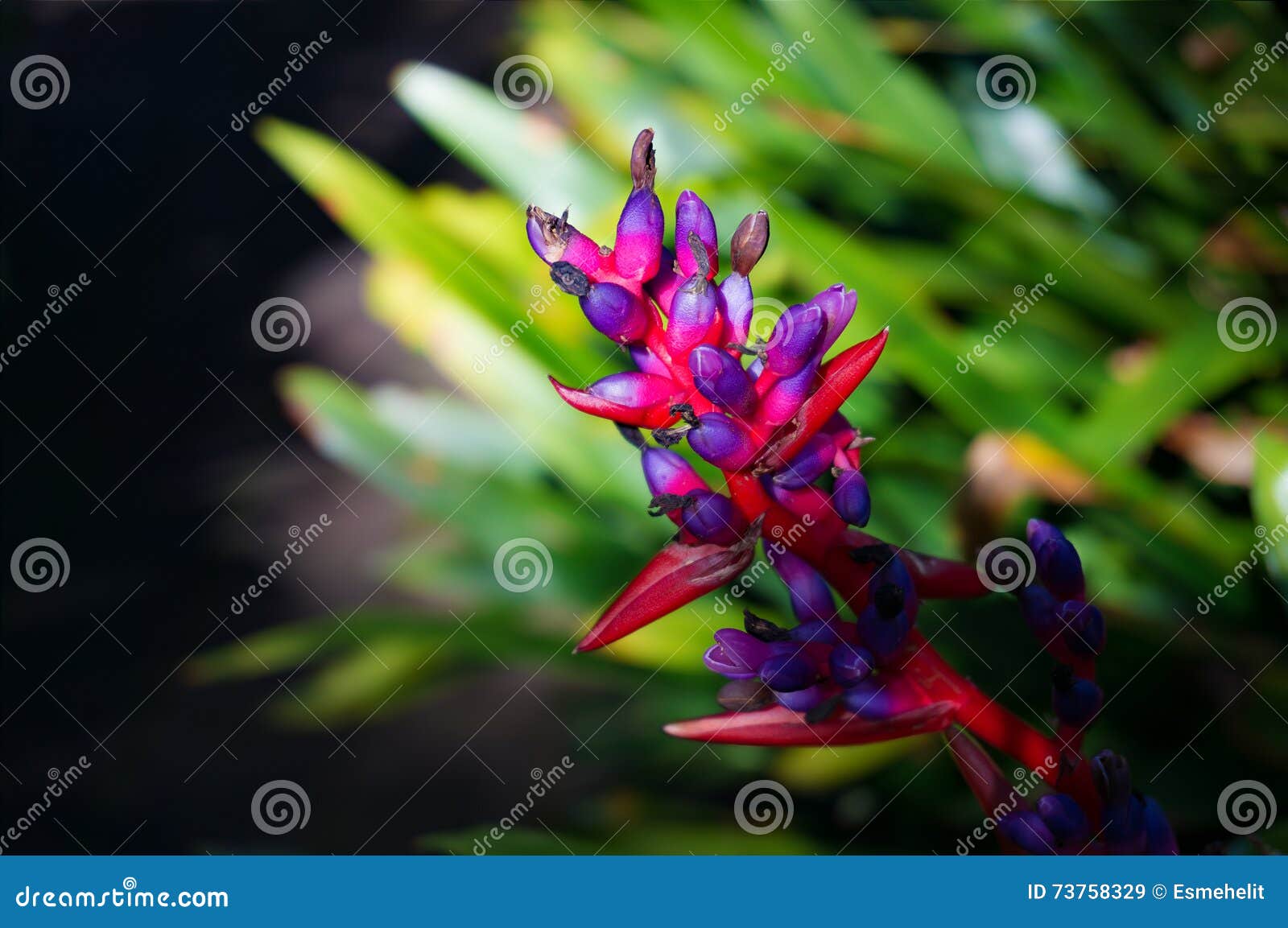 Fleur Tropicale Rouge Et Violette Dans L'arrangement Naturel Image stock -  Image du lames, lame: 73758329
